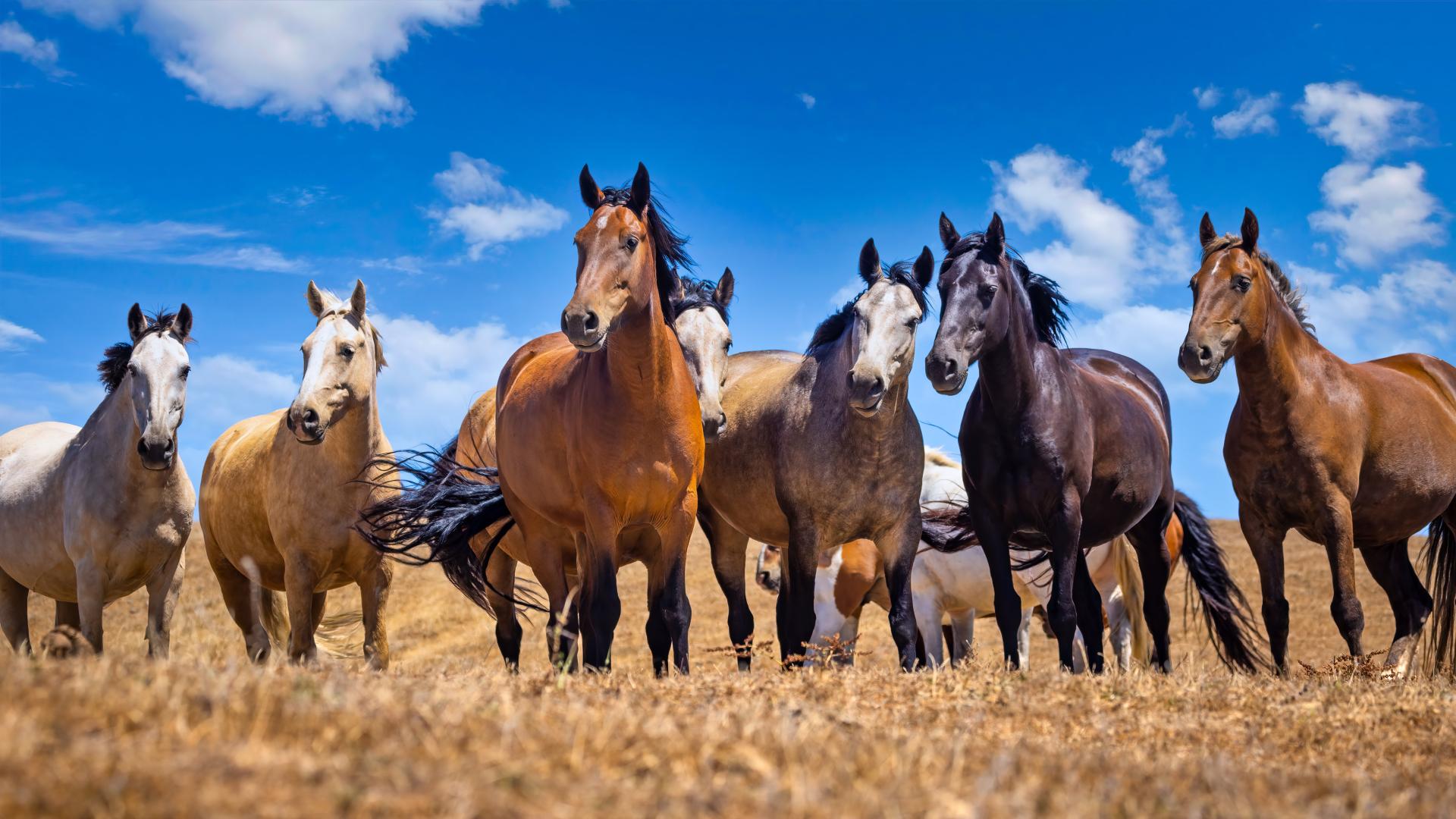 London Photography Awards Winner - Wild Spirit: Capturing the Majesty of Mustangs