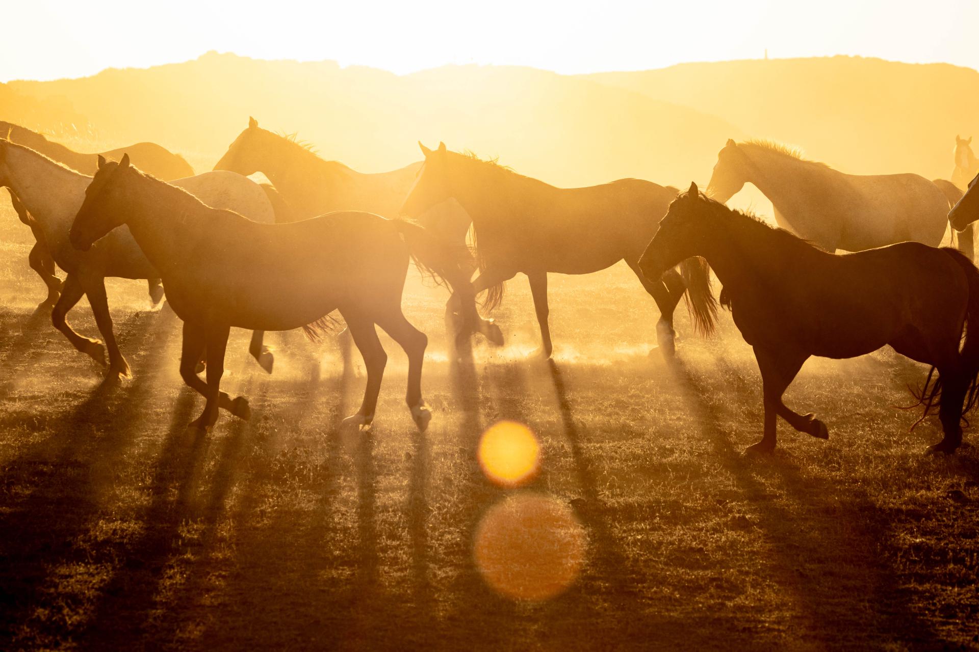 London Photography Awards Winner - Wild Spirit: Capturing the Majesty of Mustangs