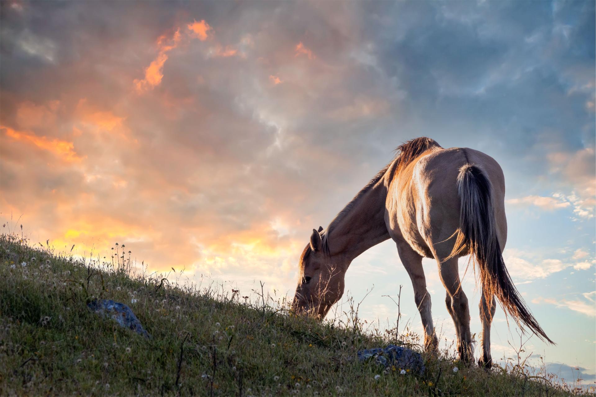 London Photography Awards Winner - Wild Spirit: Capturing the Majesty of Mustangs