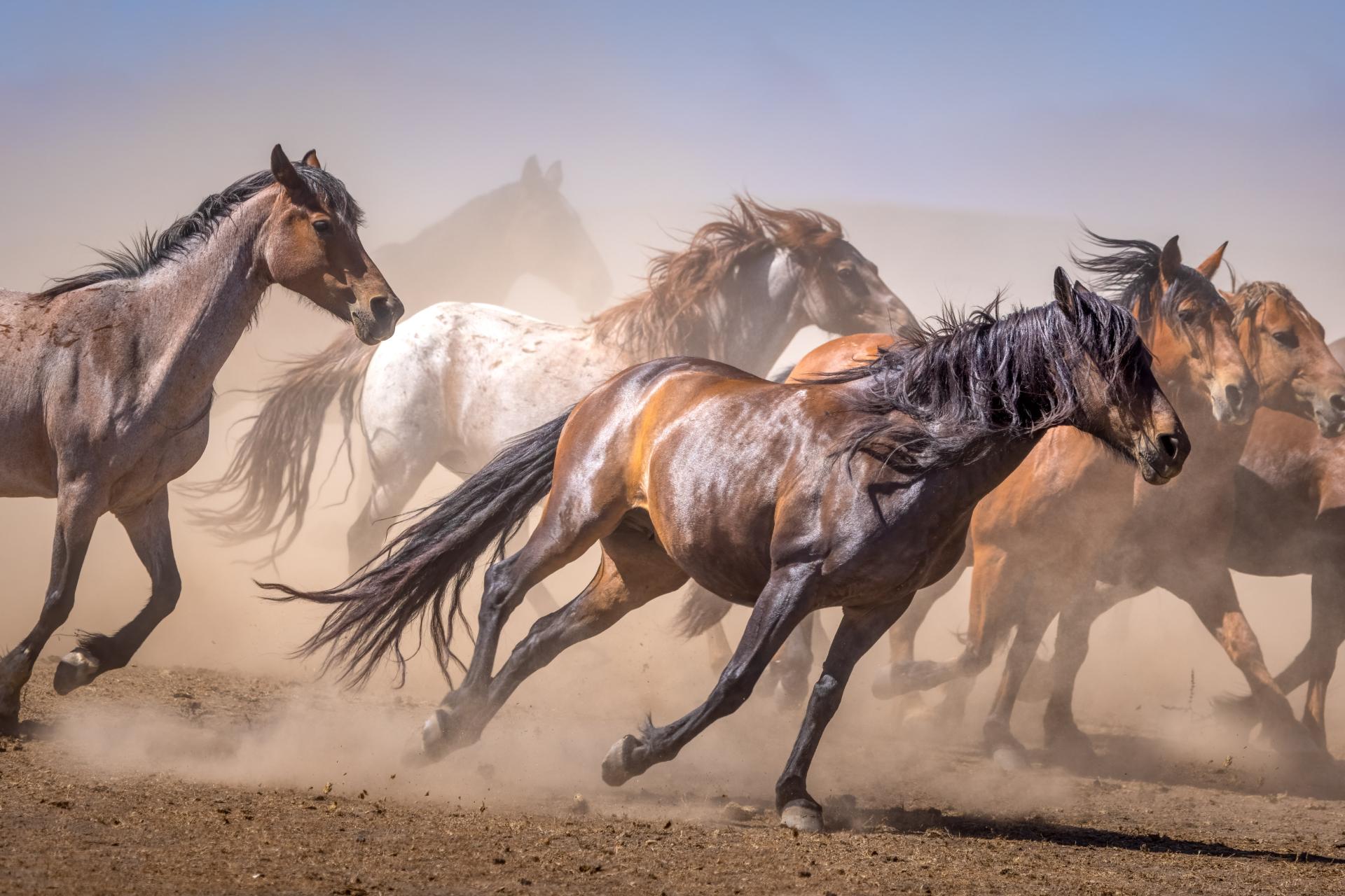 London Photography Awards Winner - Wild Spirit: Capturing the Majesty of Mustangs