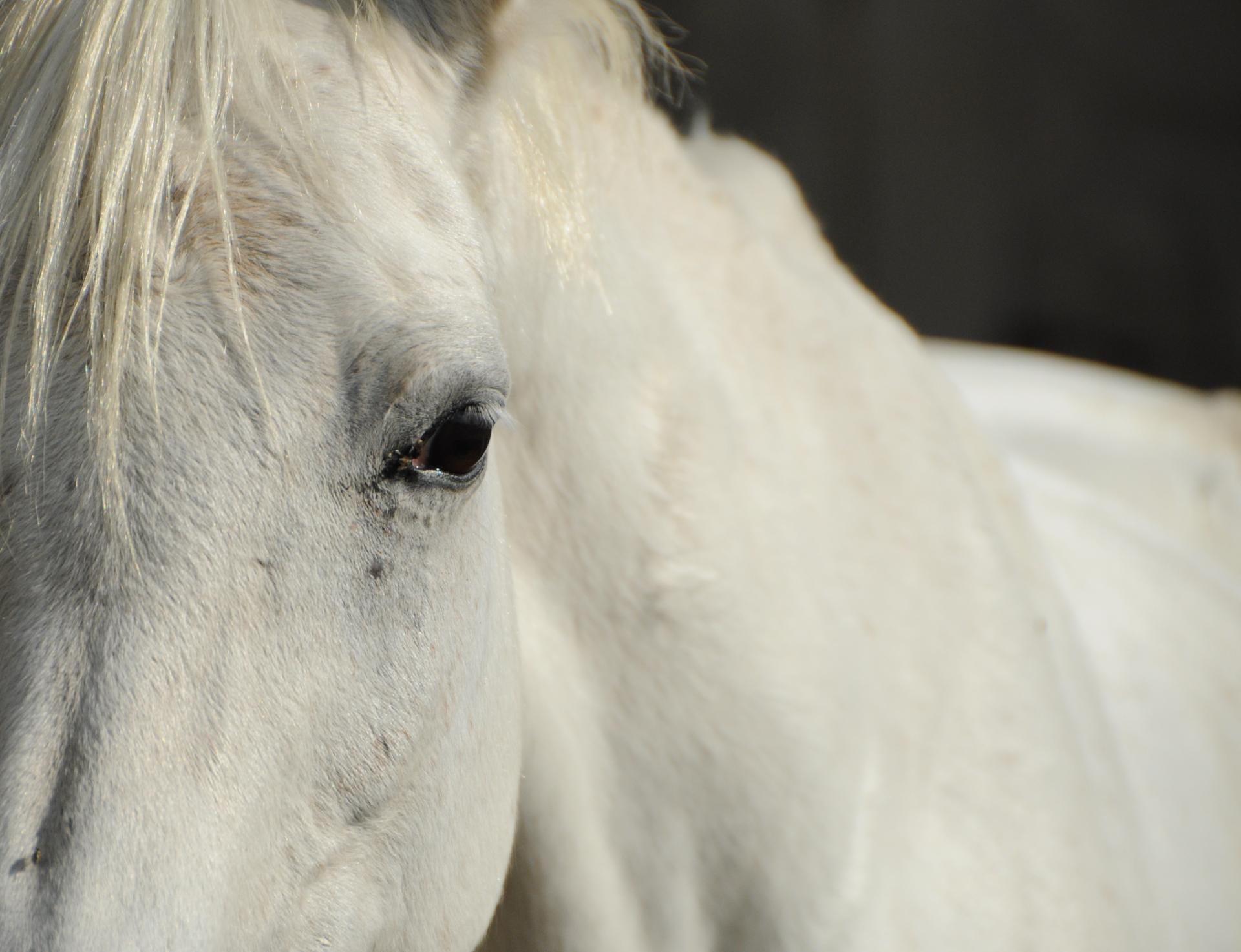 London Photography Awards Winner - The look