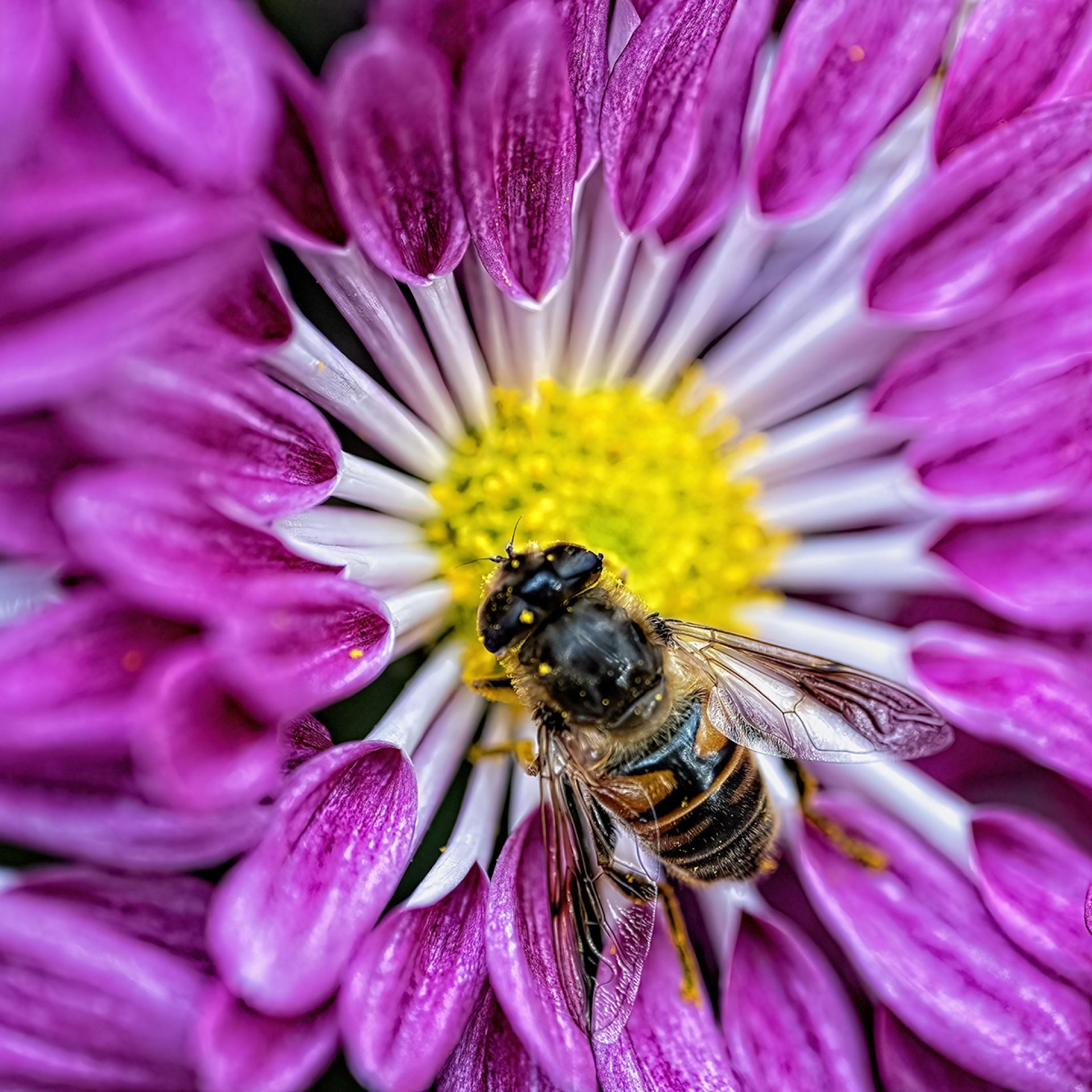 London Photography Awards Winner - Flower and Bee