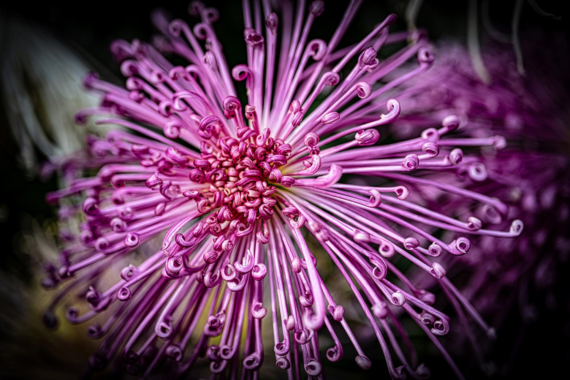 London Photography Awards Winner - November Blooms