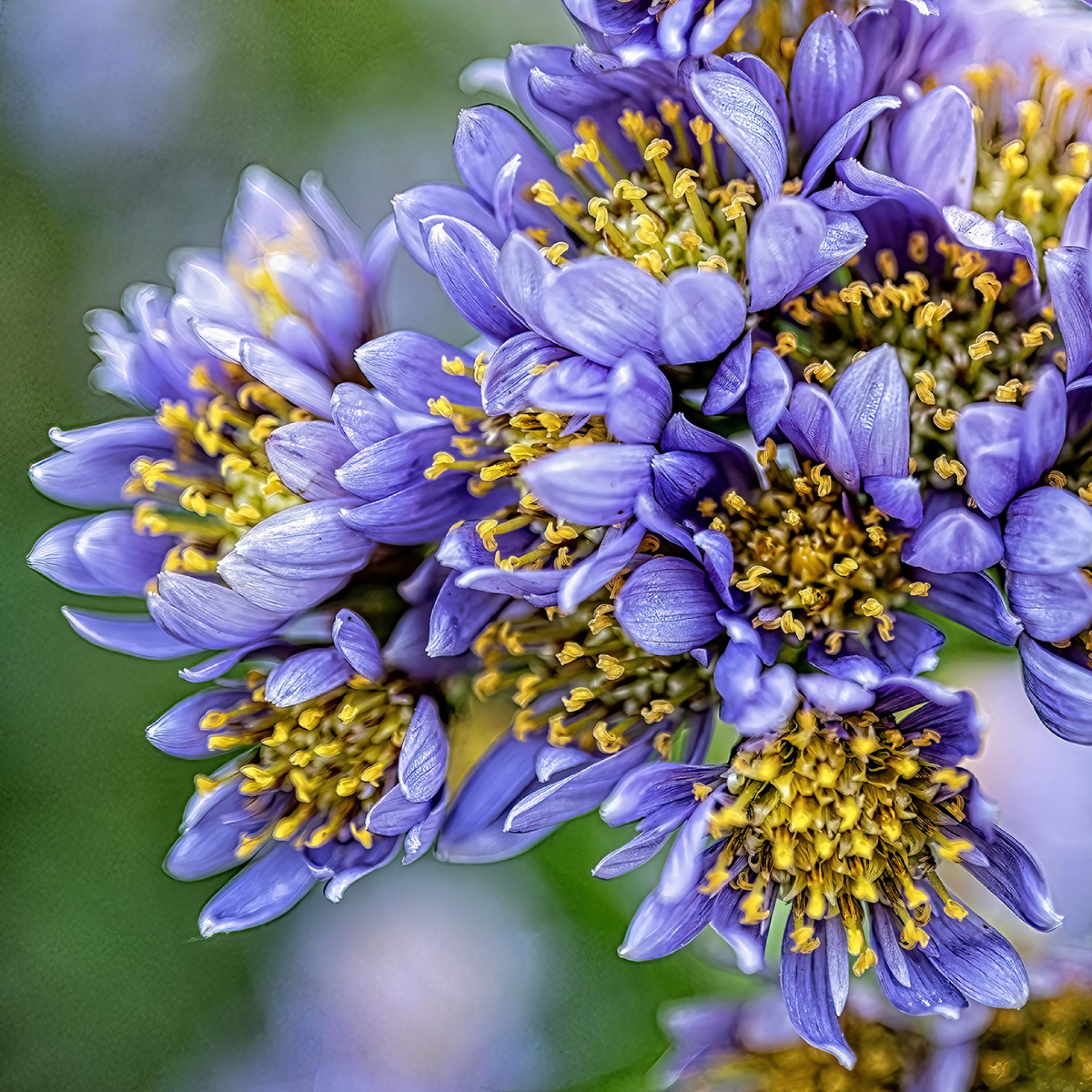 London Photography Awards Winner - November Blooms