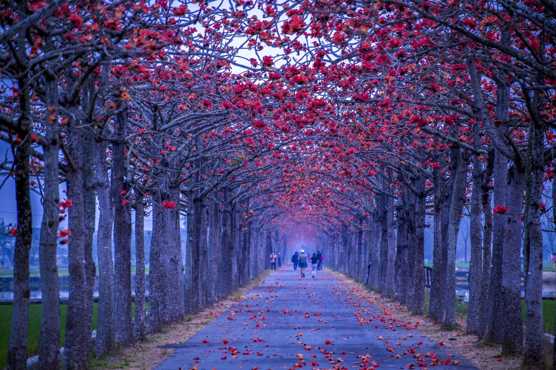 London Photography Awards Winner - kapok road