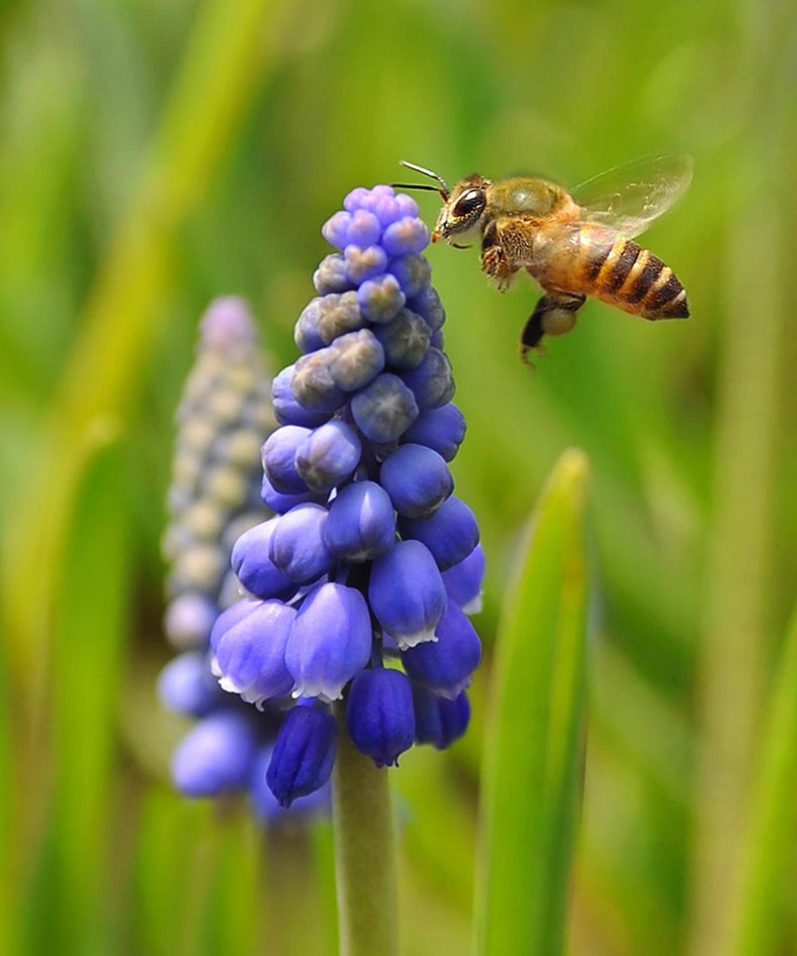 London Photography Awards Winner - Honey I am Coming...........