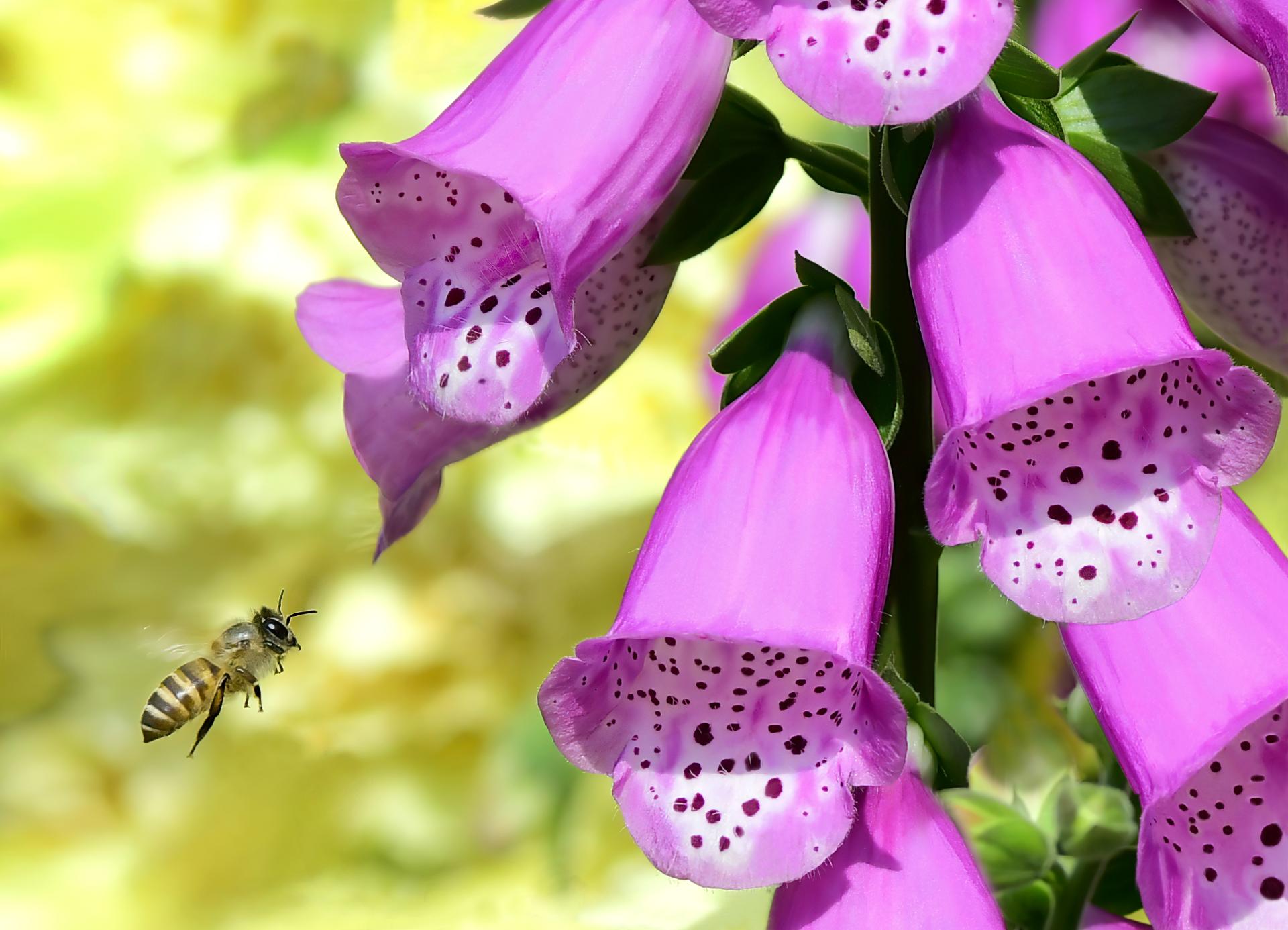 London Photography Awards Winner - Honey I am Coming...........