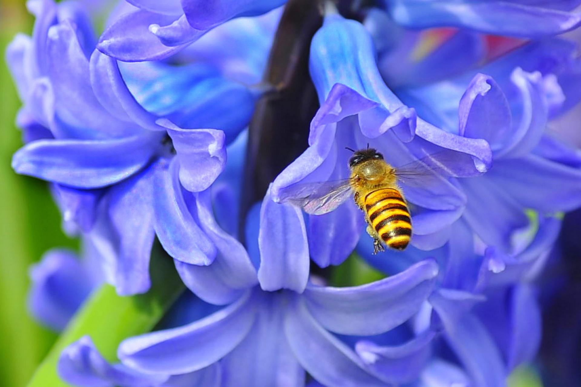 London Photography Awards Winner - Honey I am Coming...........