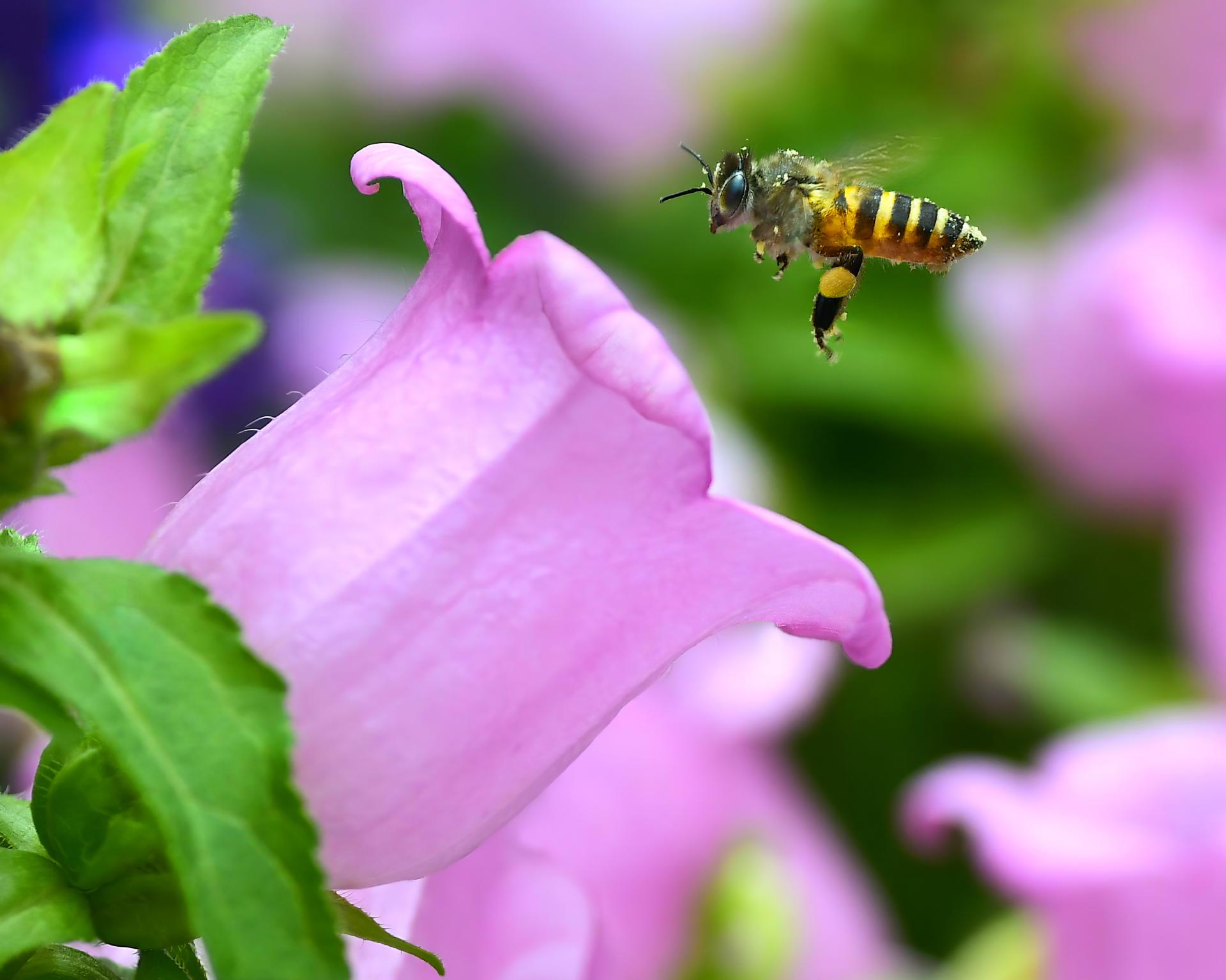 London Photography Awards Winner - Honey I am Coming...........