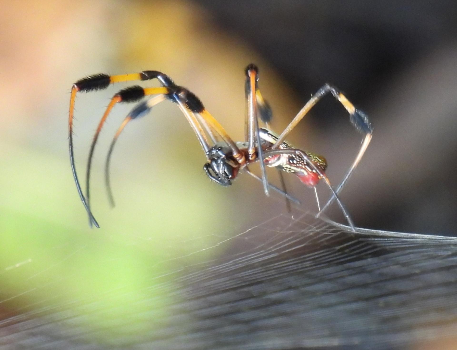 London Photography Awards Winner - Web Releasing 