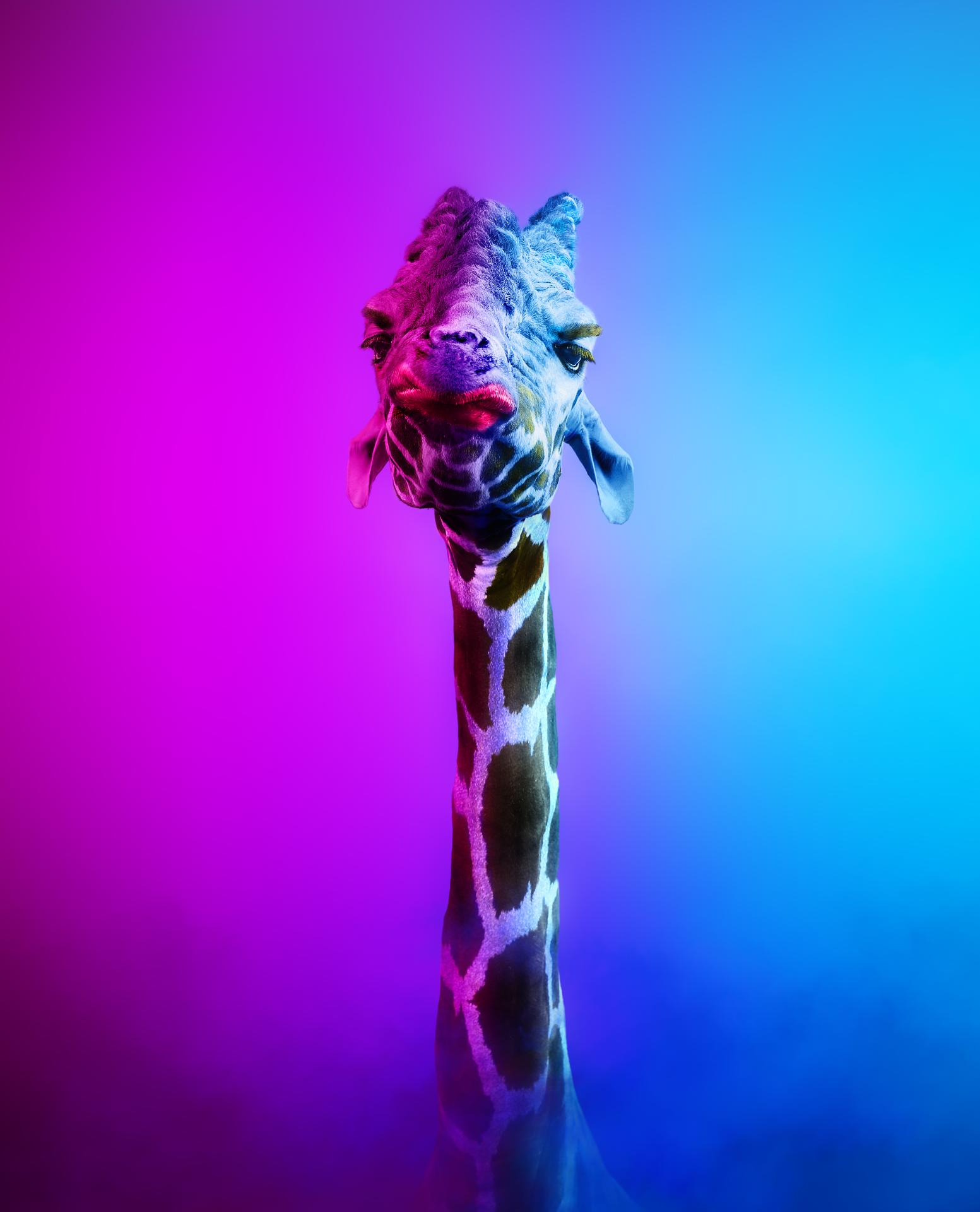 London Photography Awards Winner - Giraffe's self-assertion