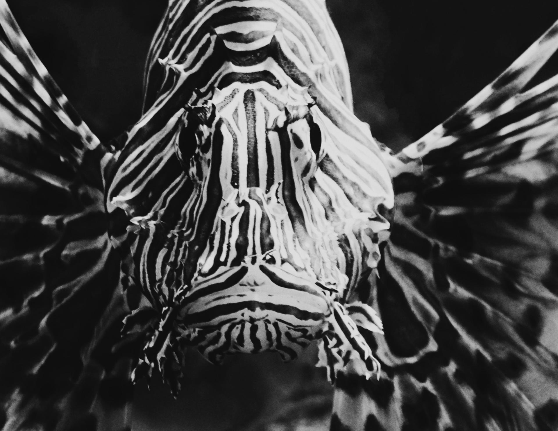 London Photography Awards Winner - Lionfish Upclose