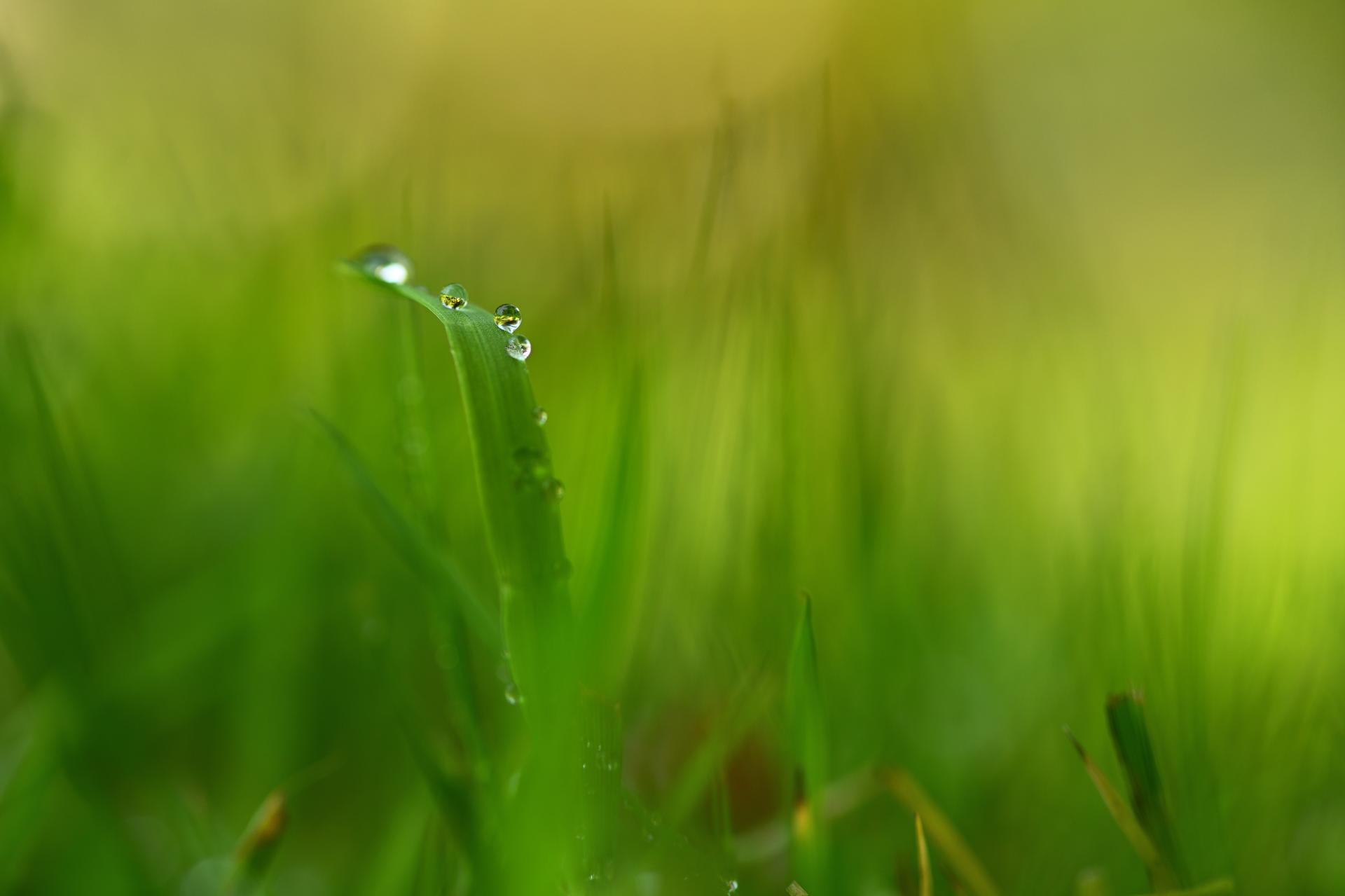 London Photography Awards Winner - Morning Dew on The Grass