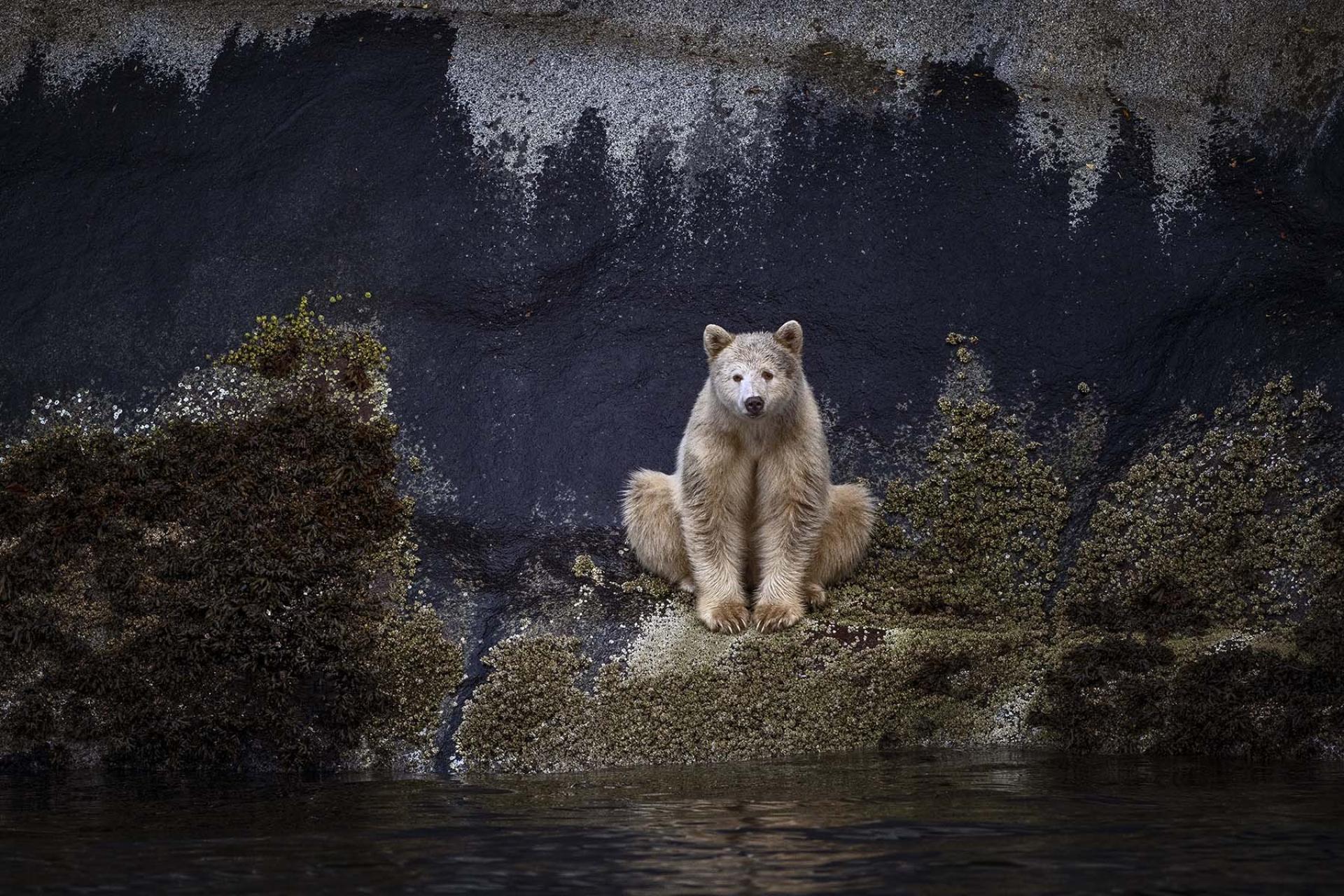 London Photography Awards Winner - Barney