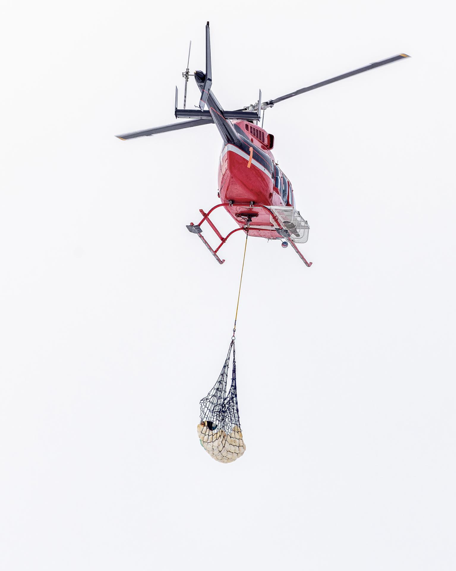 London Photography Awards Winner - The flying bear