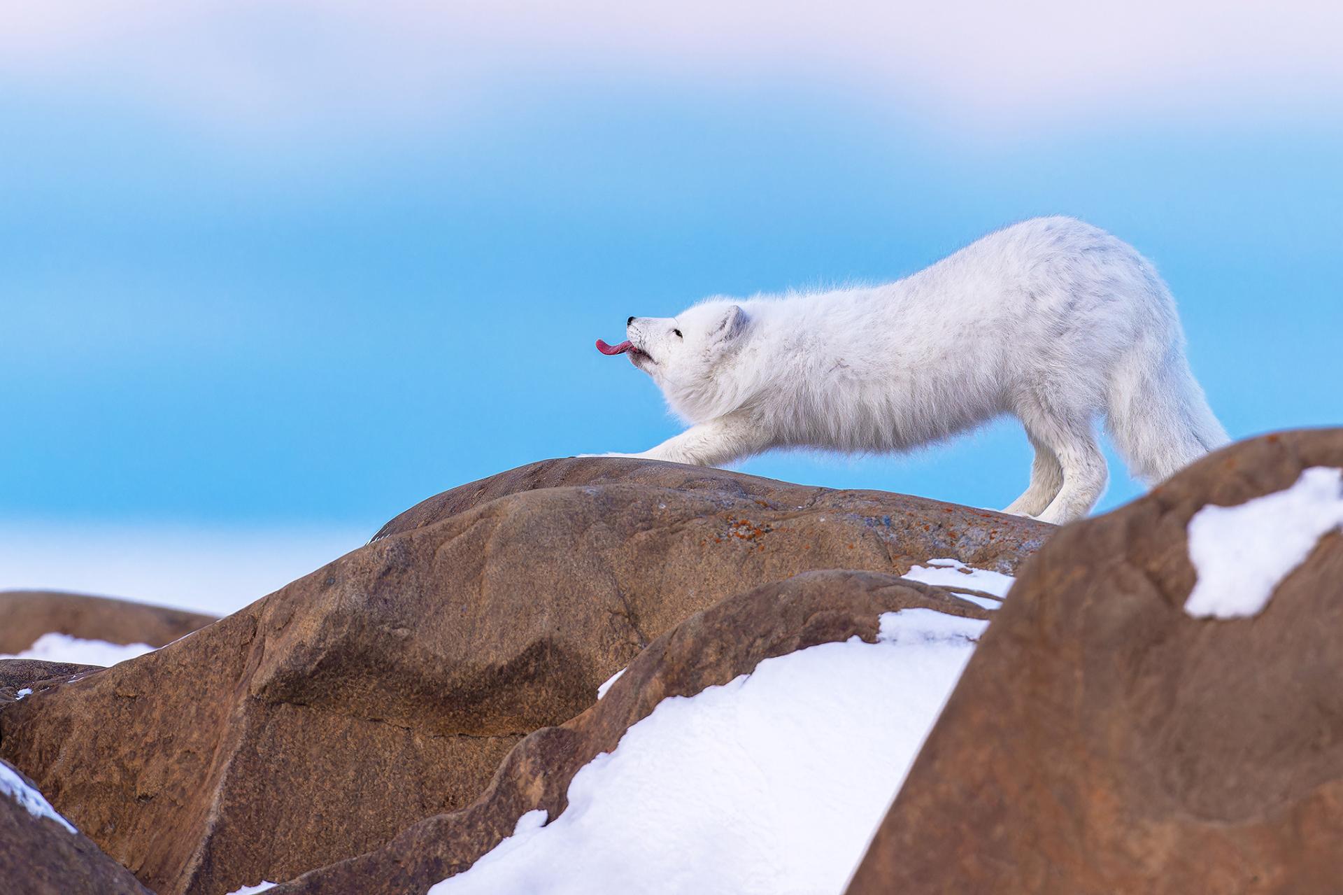 London Photography Awards Winner - The superhero fox