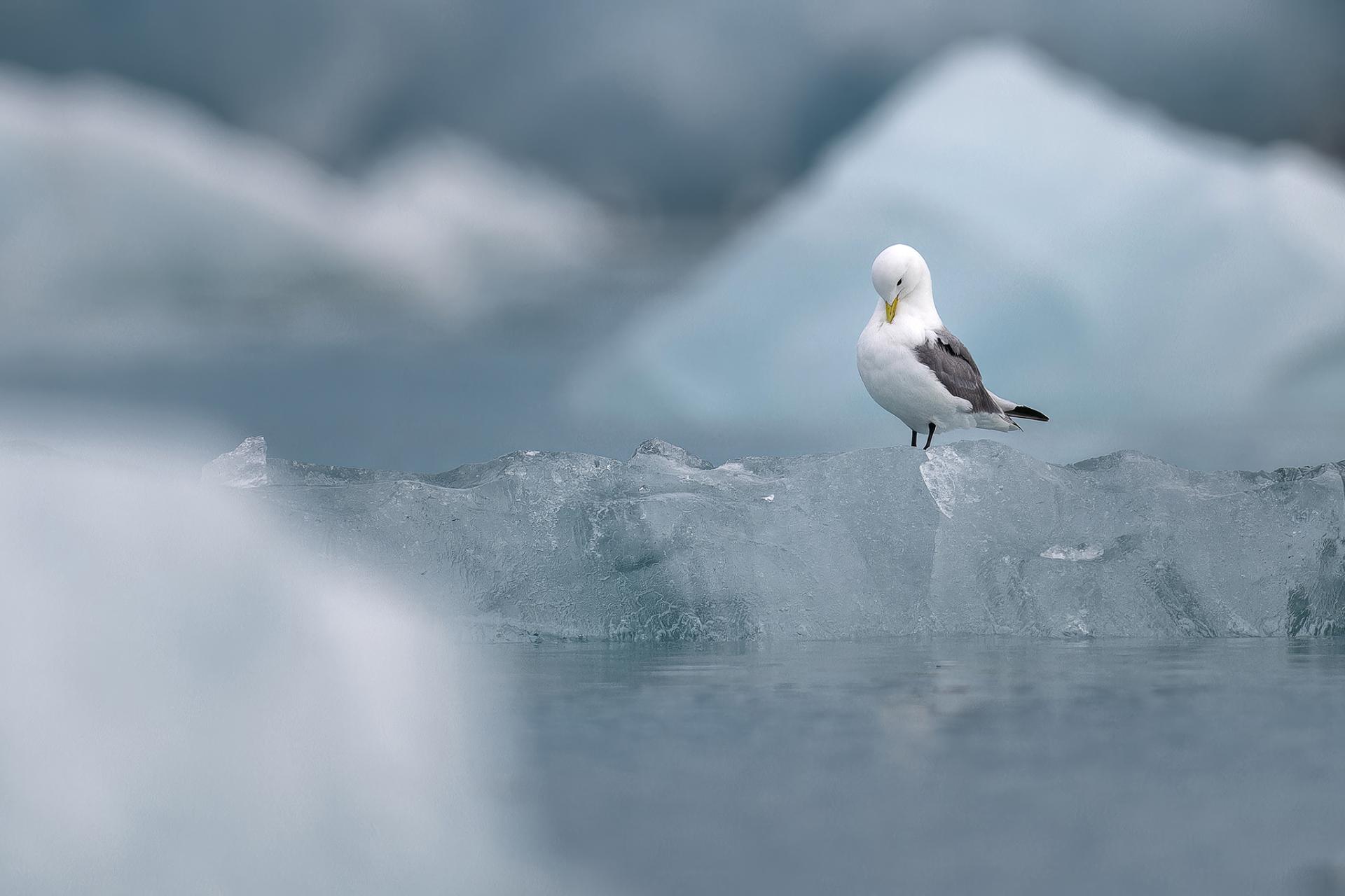 London Photography Awards Winner - Kittiwake