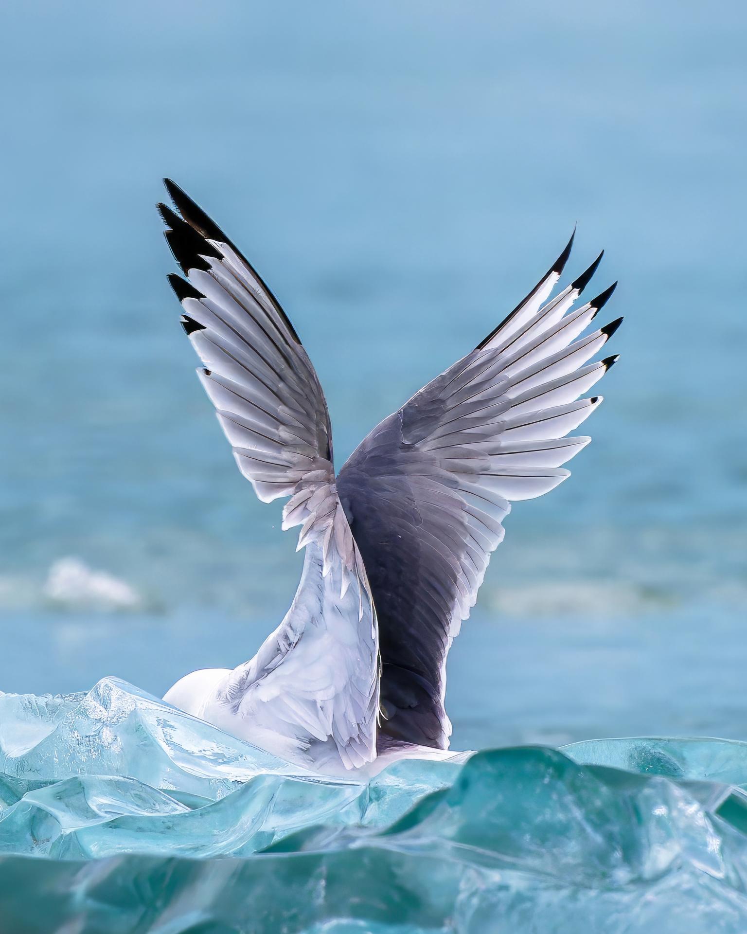 London Photography Awards Winner - Ocean's wings