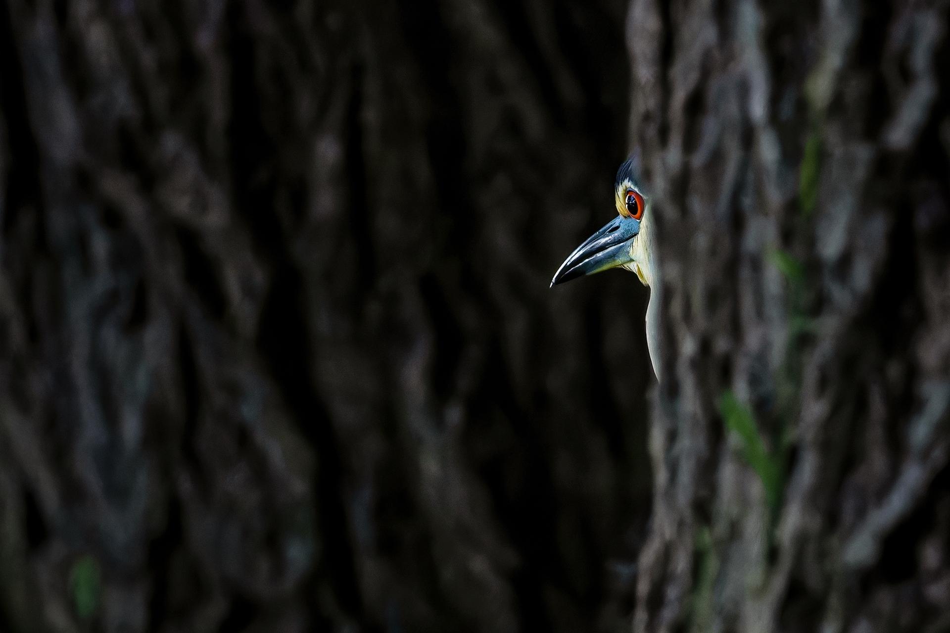 London Photography Awards Winner - Every tree grows a story.