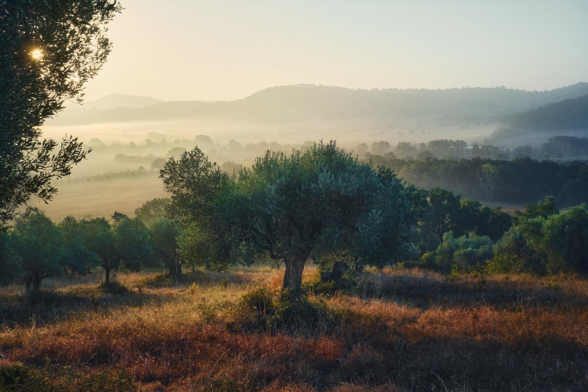 London Photography Awards Winner - The Olive Hill