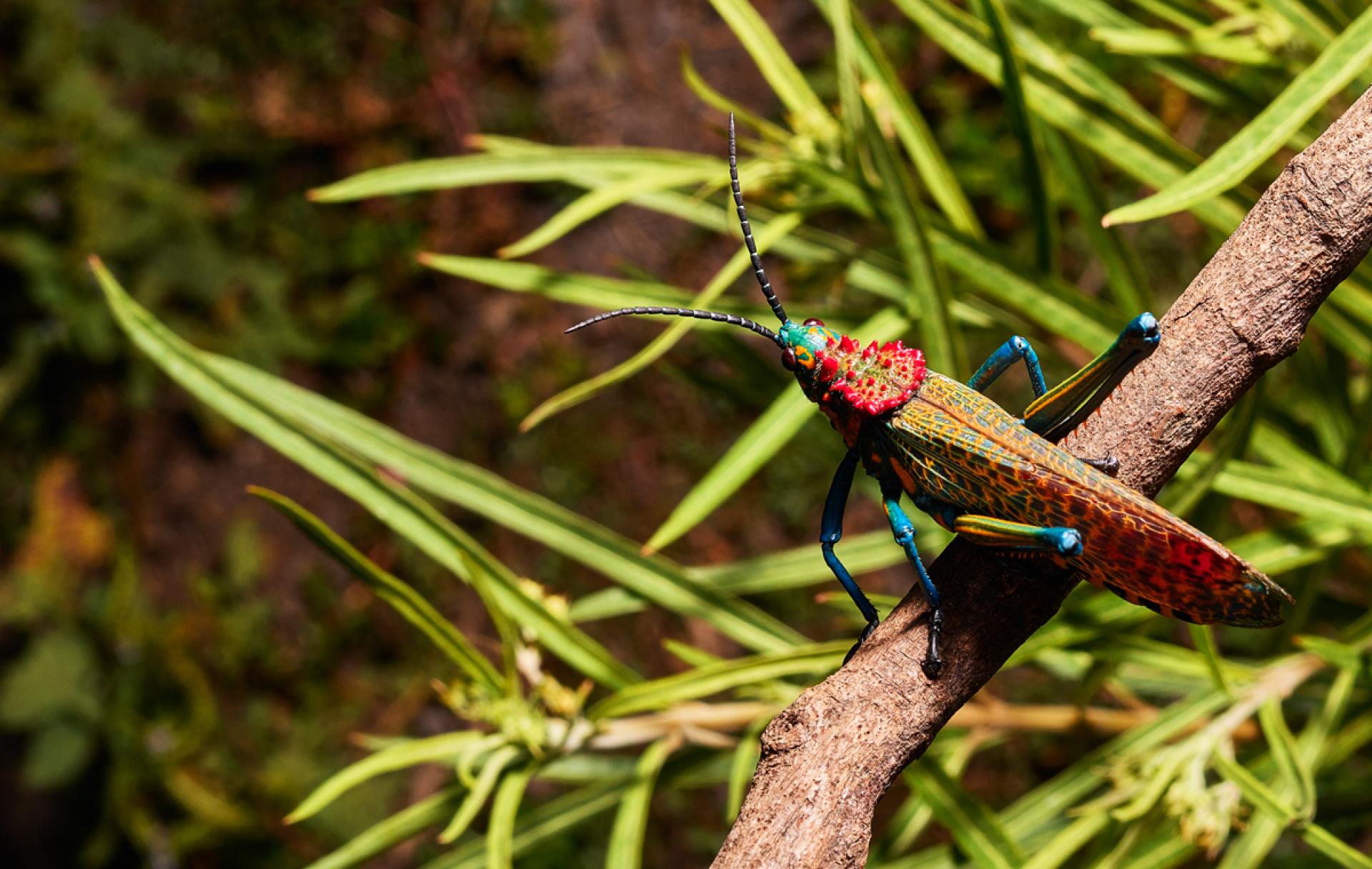 London Photography Awards Winner - Beautiful Grasshopper