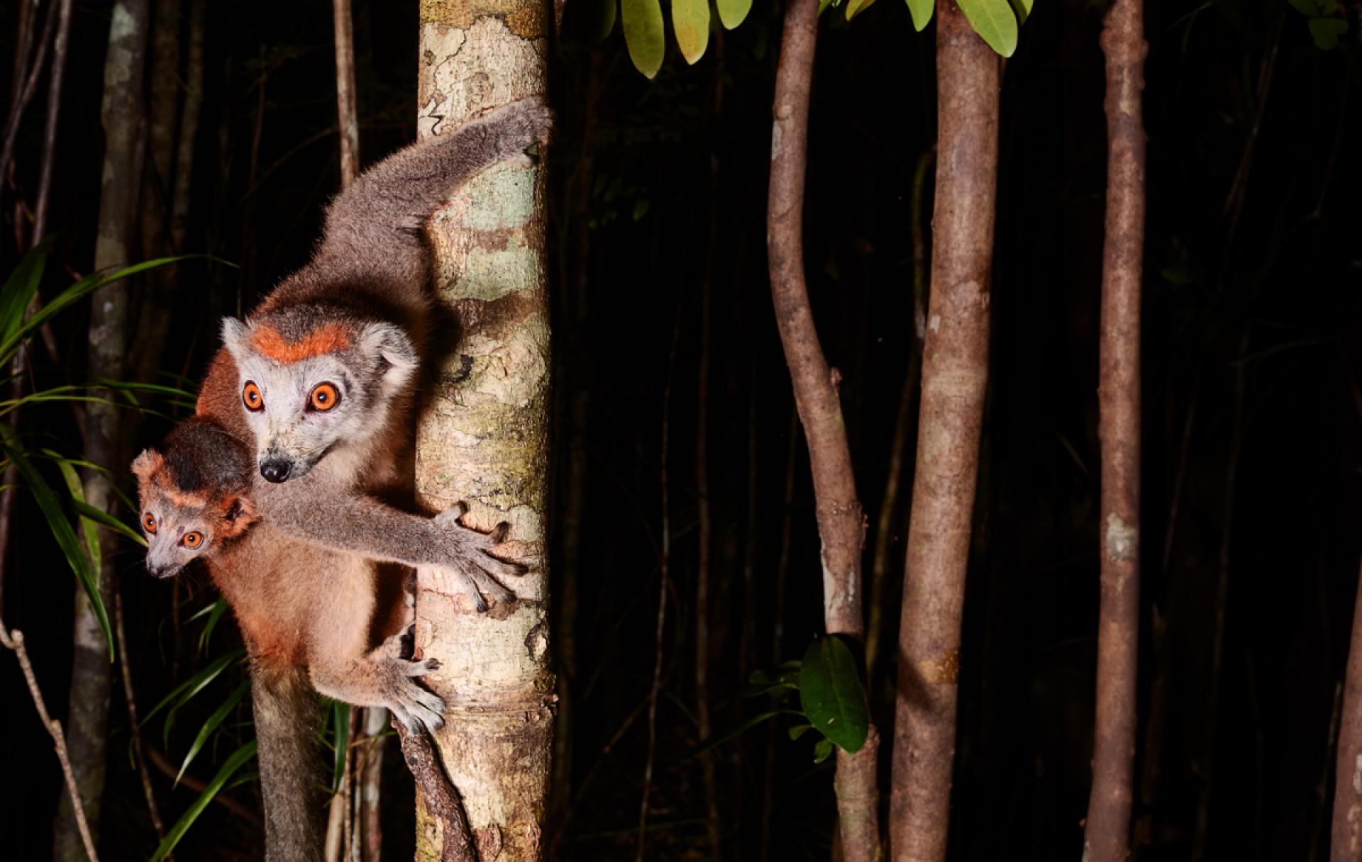 London Photography Awards Winner - Tree Artists