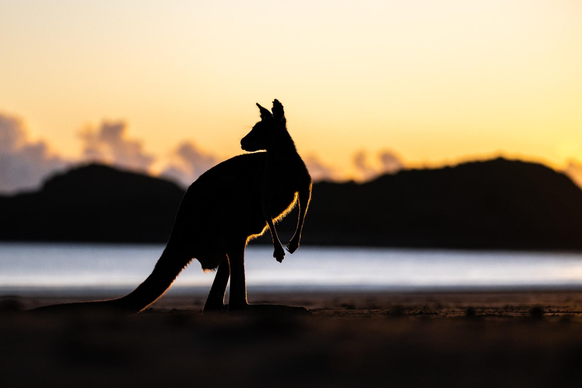 London Photography Awards Winner - Eastern grey kangaroo in the morning