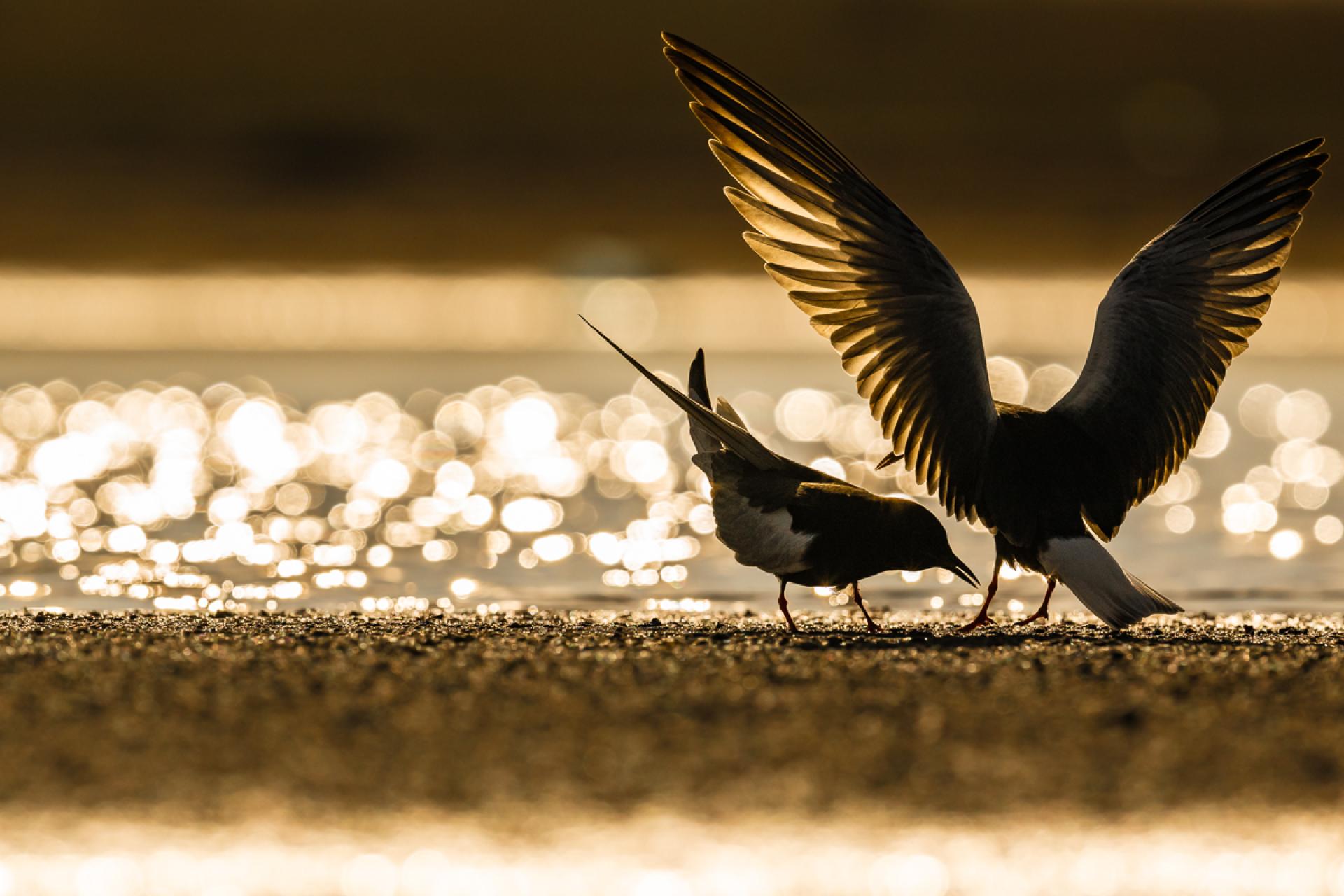 London Photography Awards Winner - White winged terns in Kazakhstan