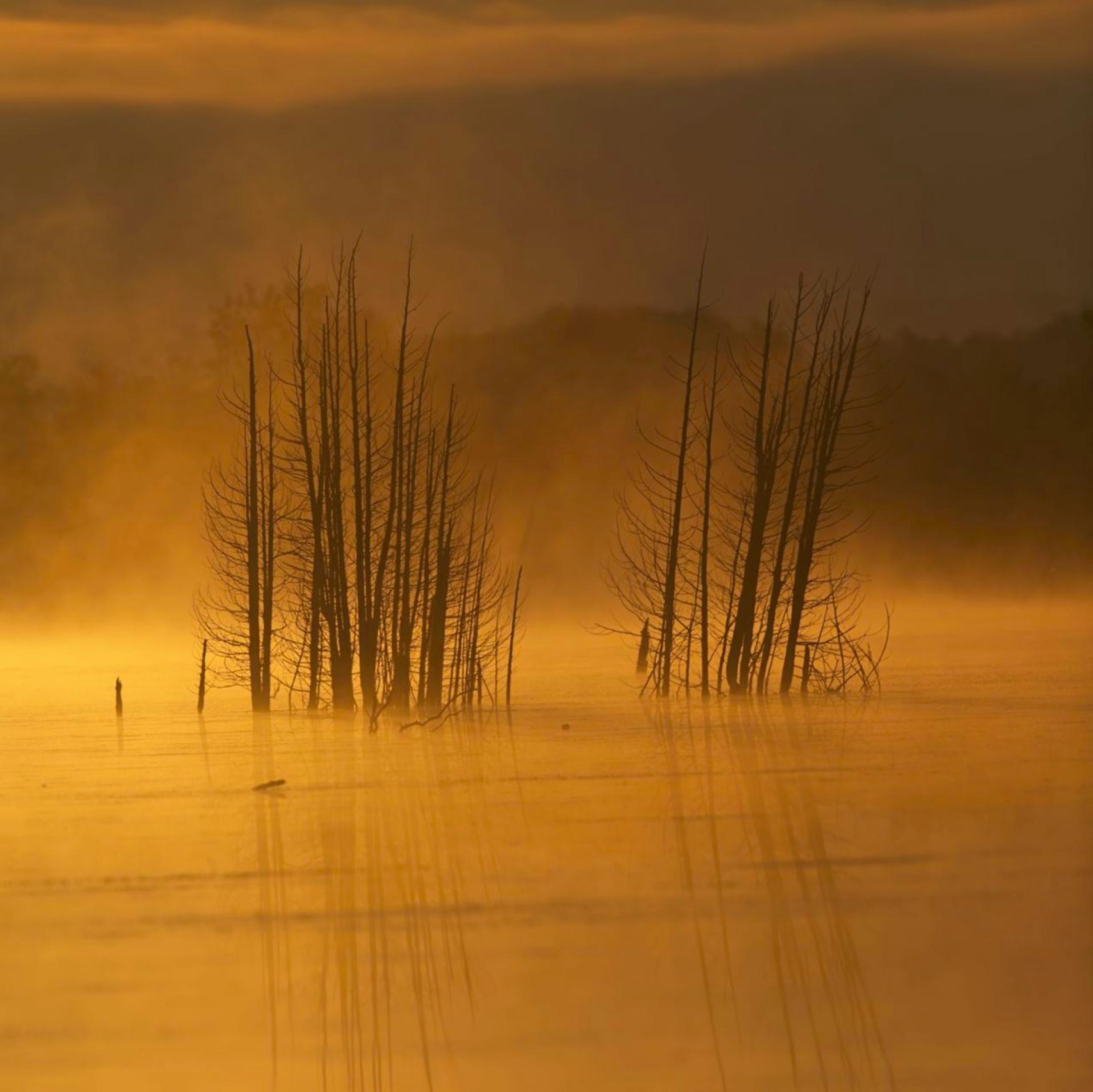 London Photography Awards Winner - Morning Mist at the Marsh