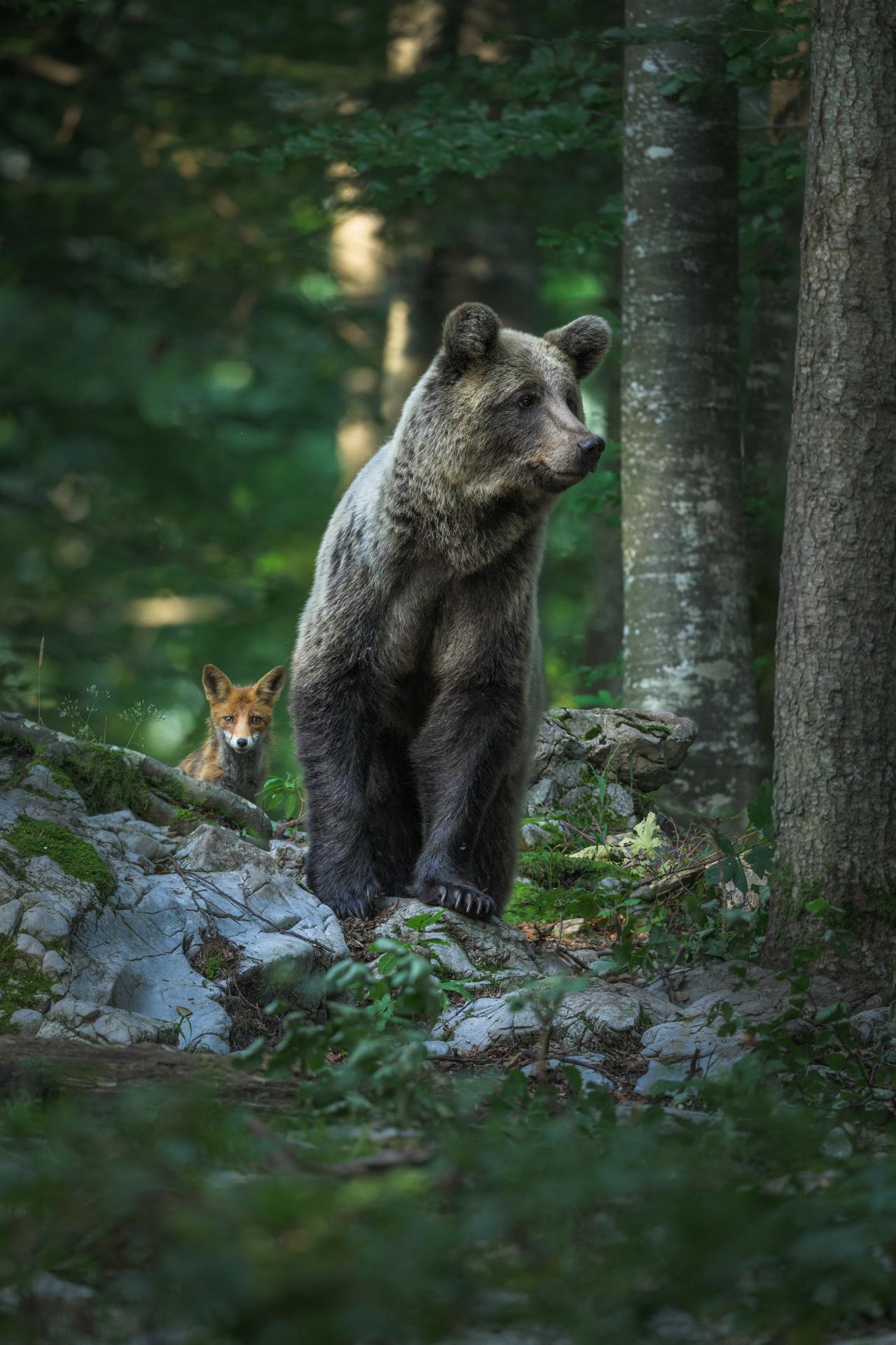 London Photography Awards Winner - bear and fox