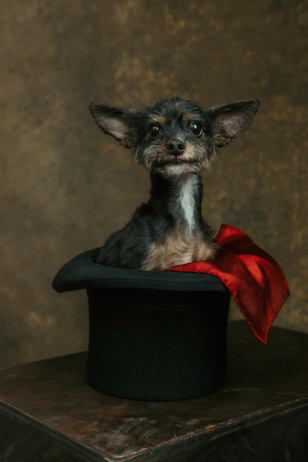 London Photography Awards Winner - The Portrtait of Sir Alfred in a Top Hat