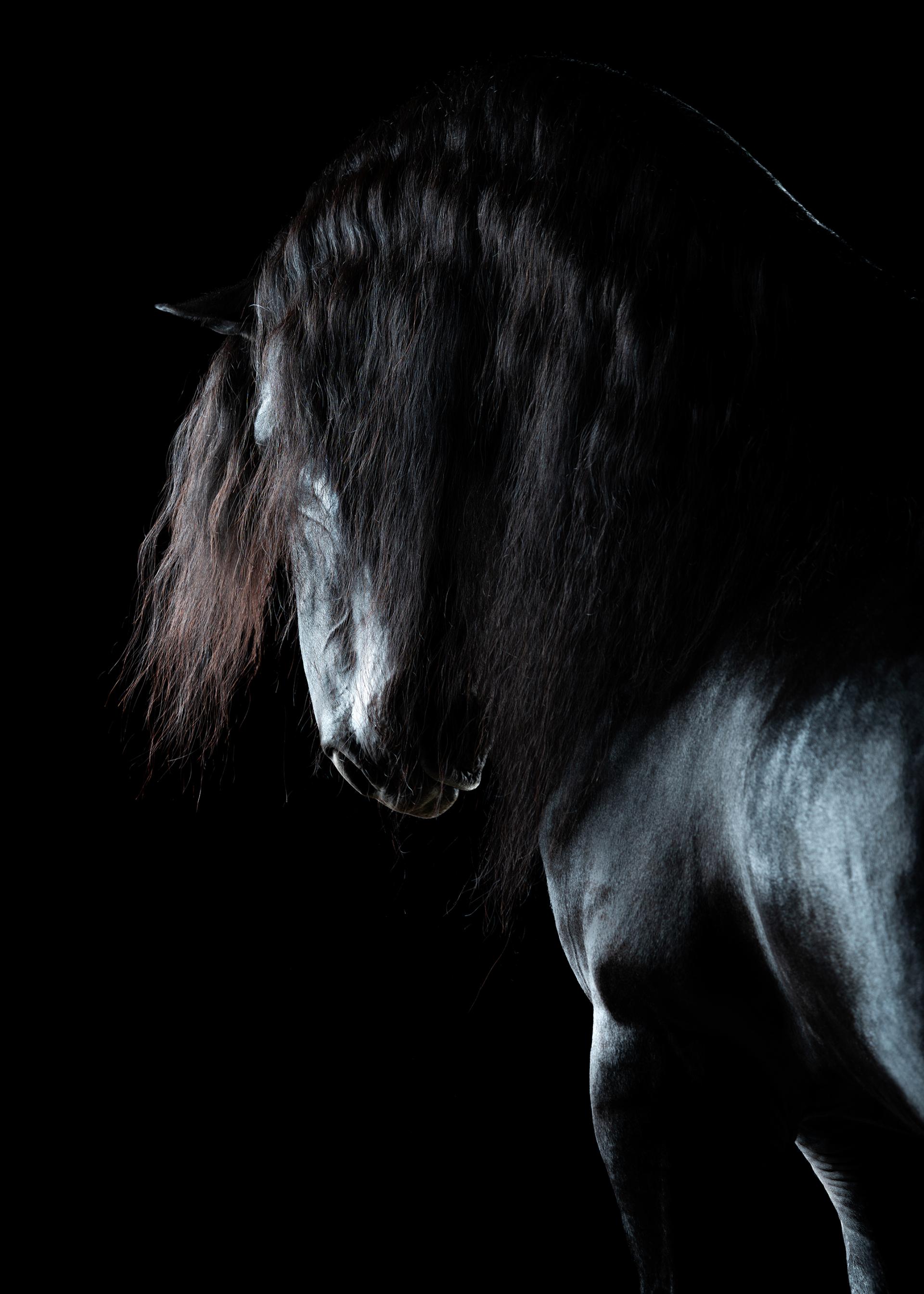 London Photography Awards Winner - Horse Soul