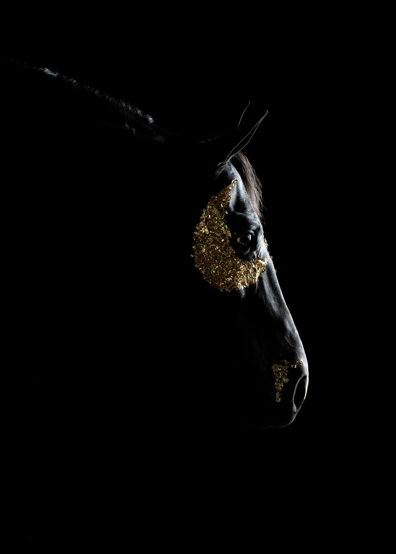 London Photography Awards Winner - Horse Soul