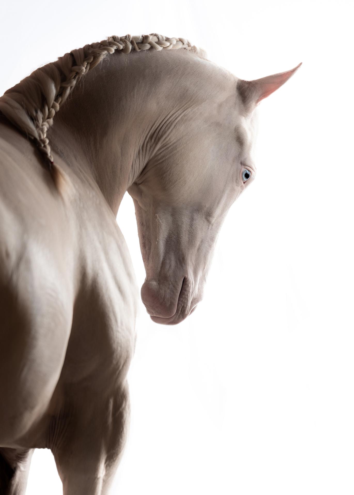 London Photography Awards Winner - Horse Soul