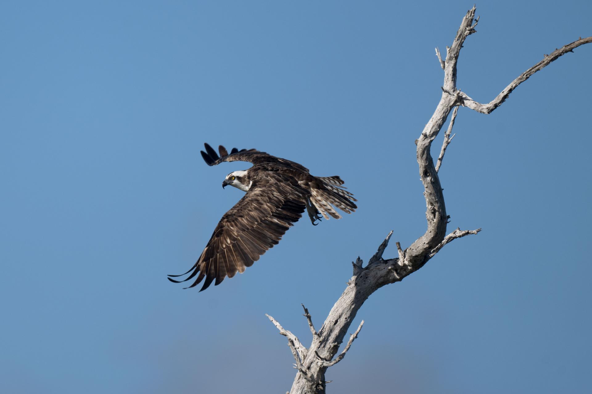 London Photography Awards Winner - The Osprey