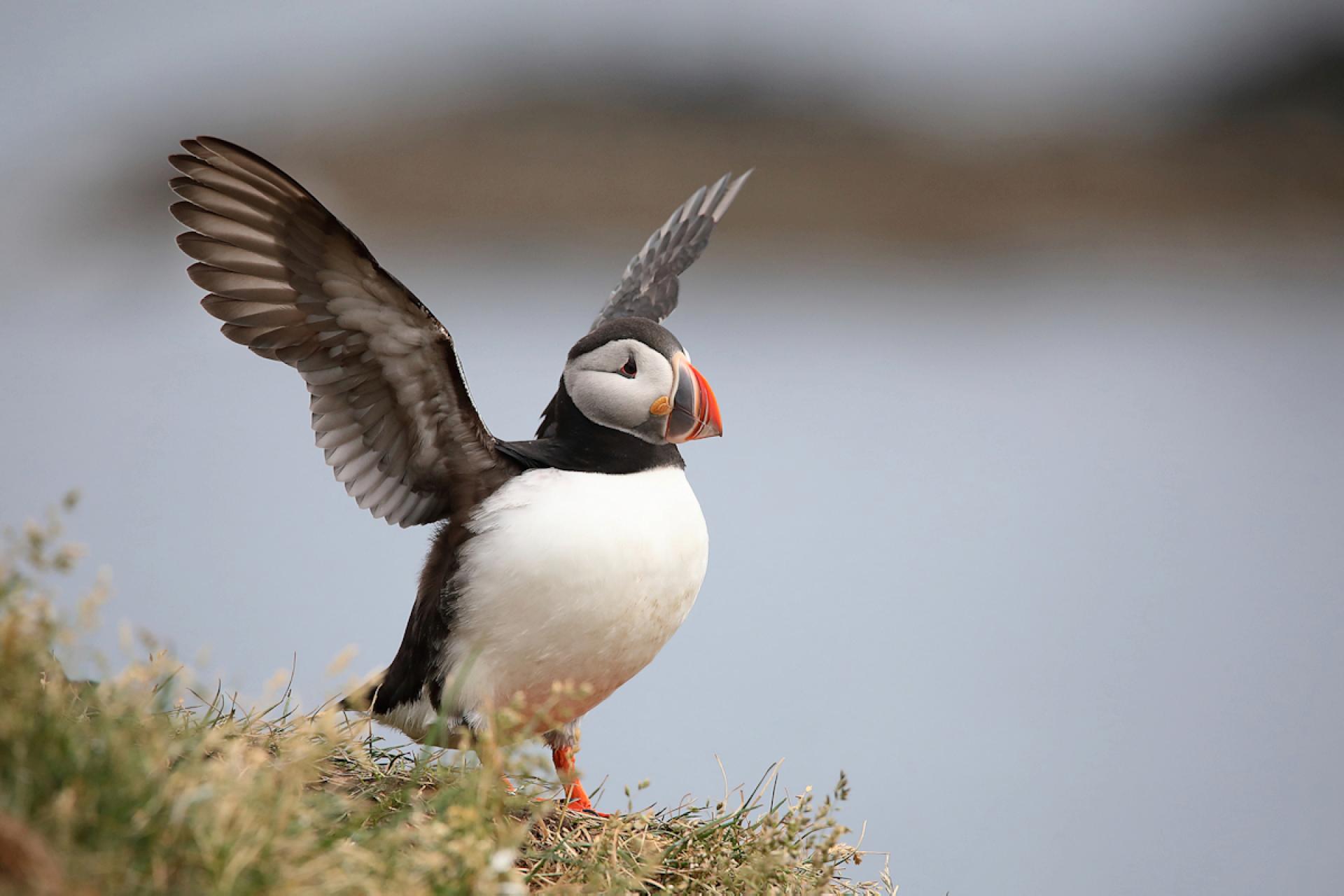 London Photography Awards Winner - Puffins of Iceland