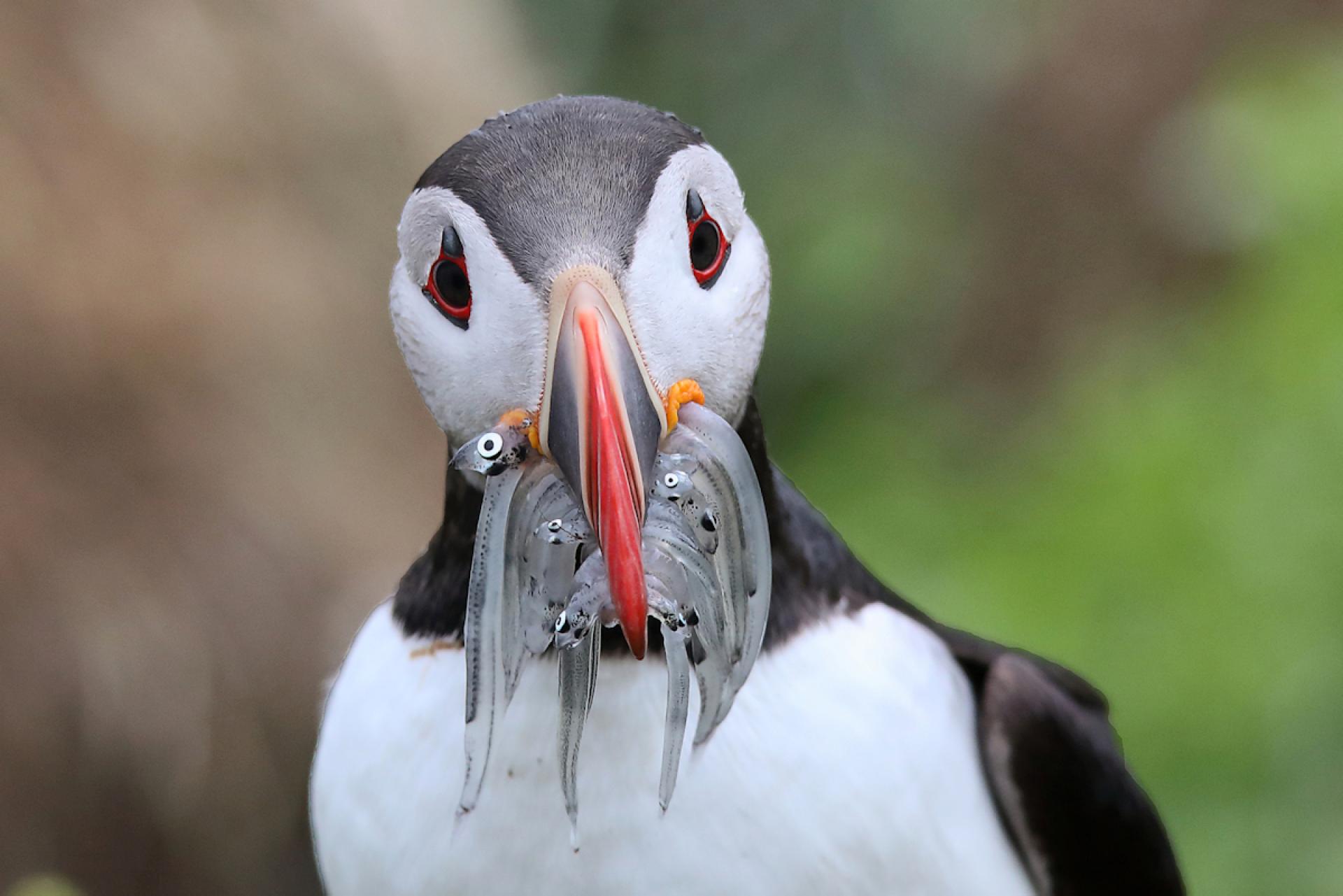 London Photography Awards Winner - Puffins of Iceland