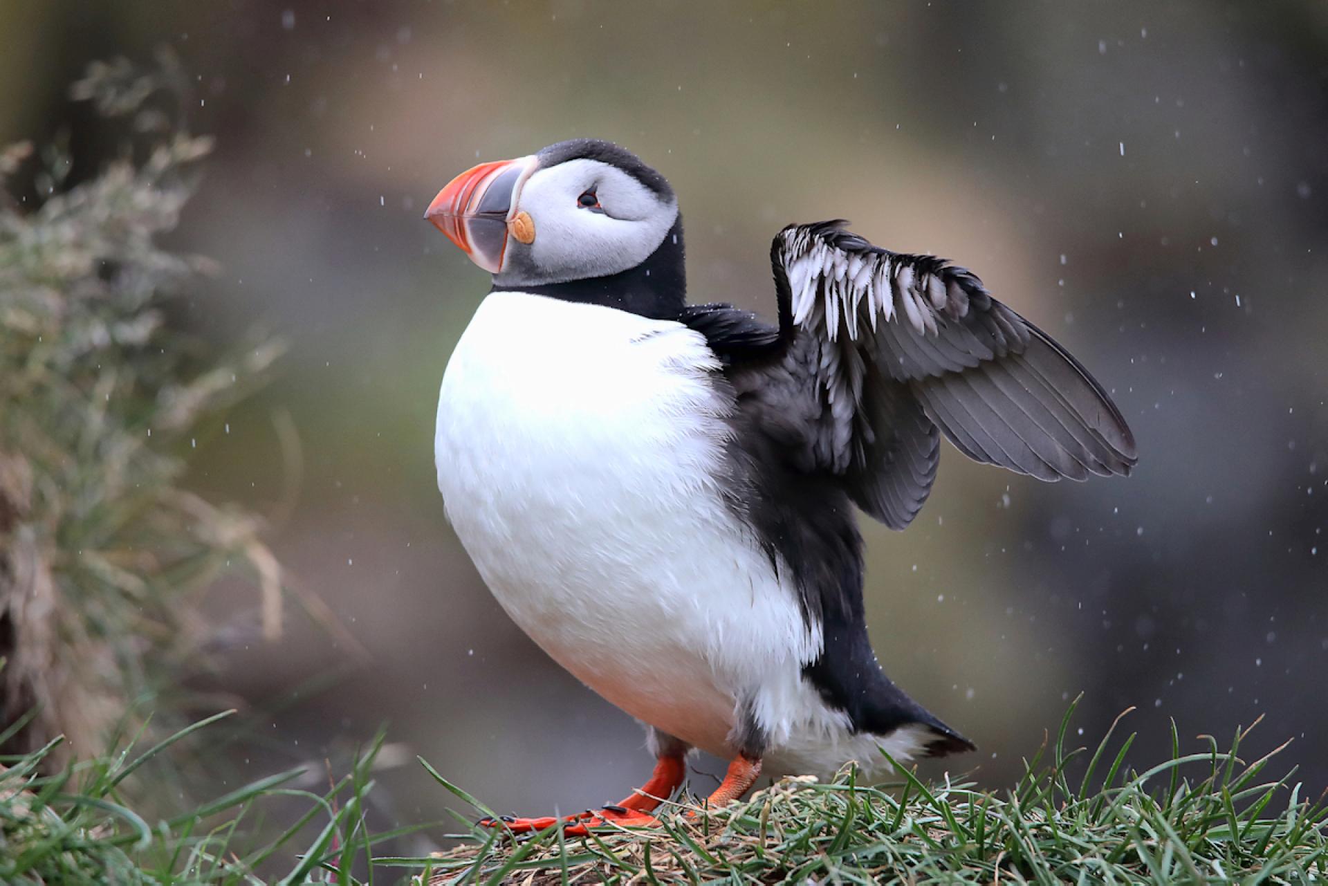 London Photography Awards Winner - Puffins of Iceland