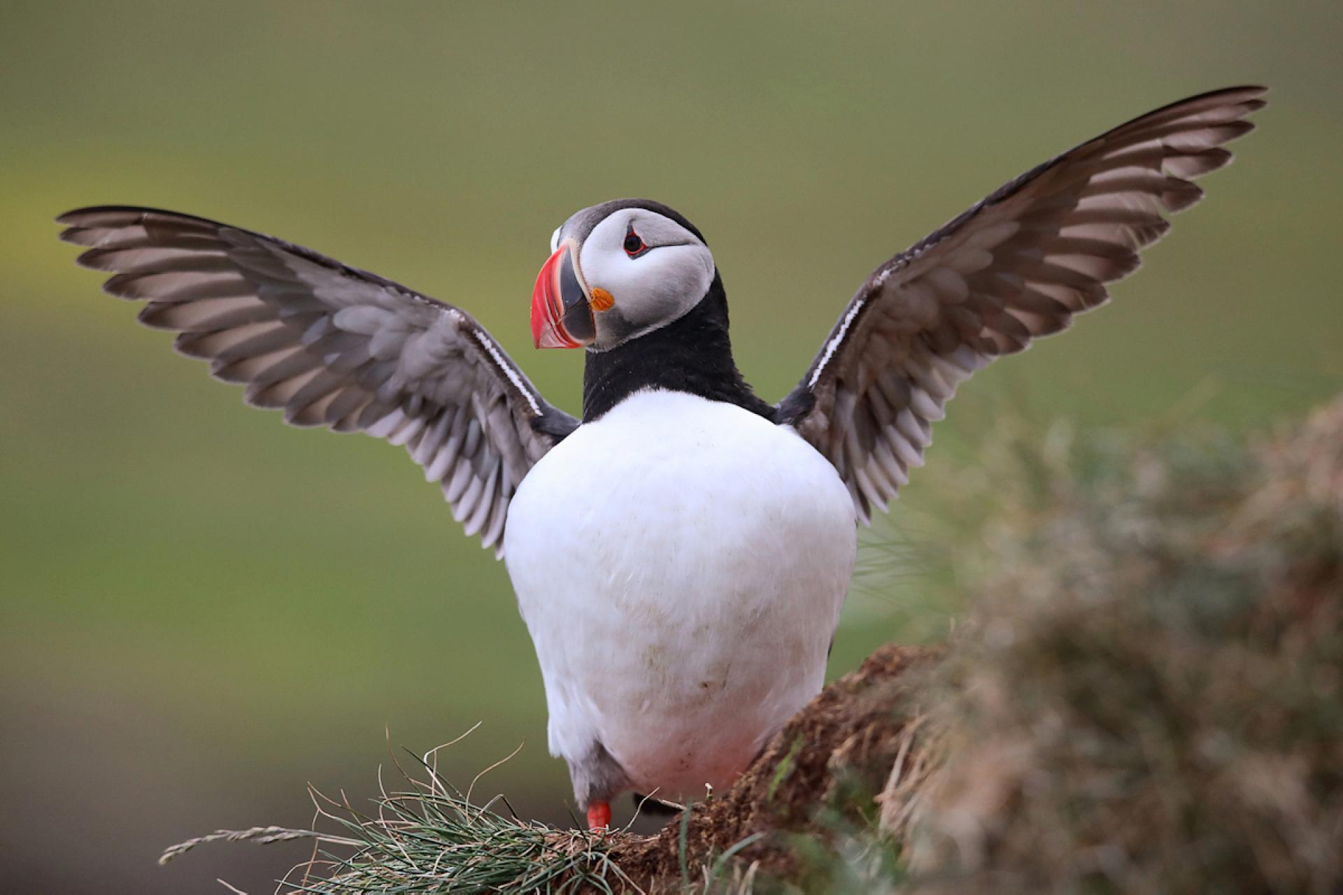 London Photography Awards Winner - Puffins of Iceland