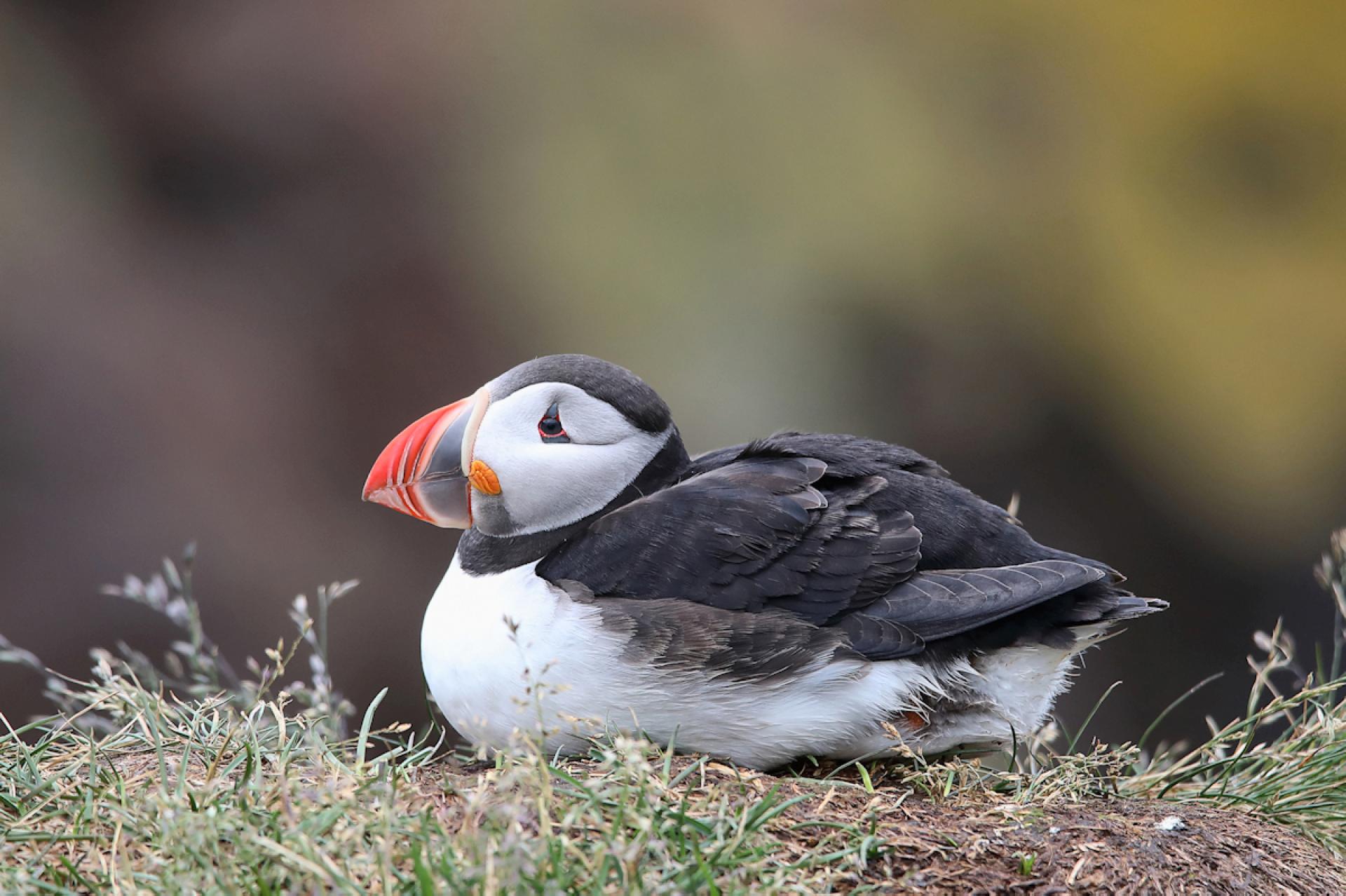 London Photography Awards Winner - Puffins of Iceland