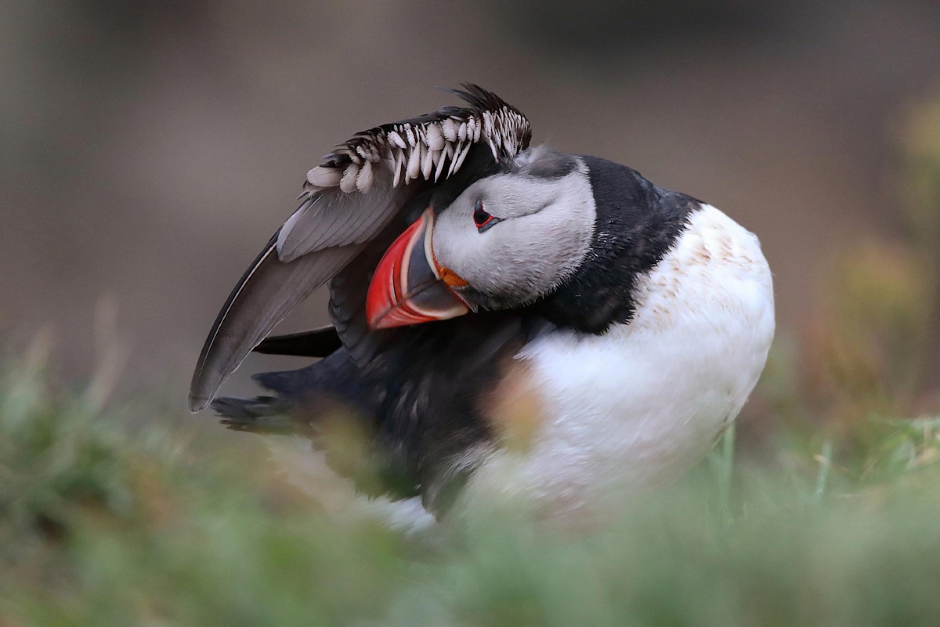 London Photography Awards Winner - Puffins of Iceland