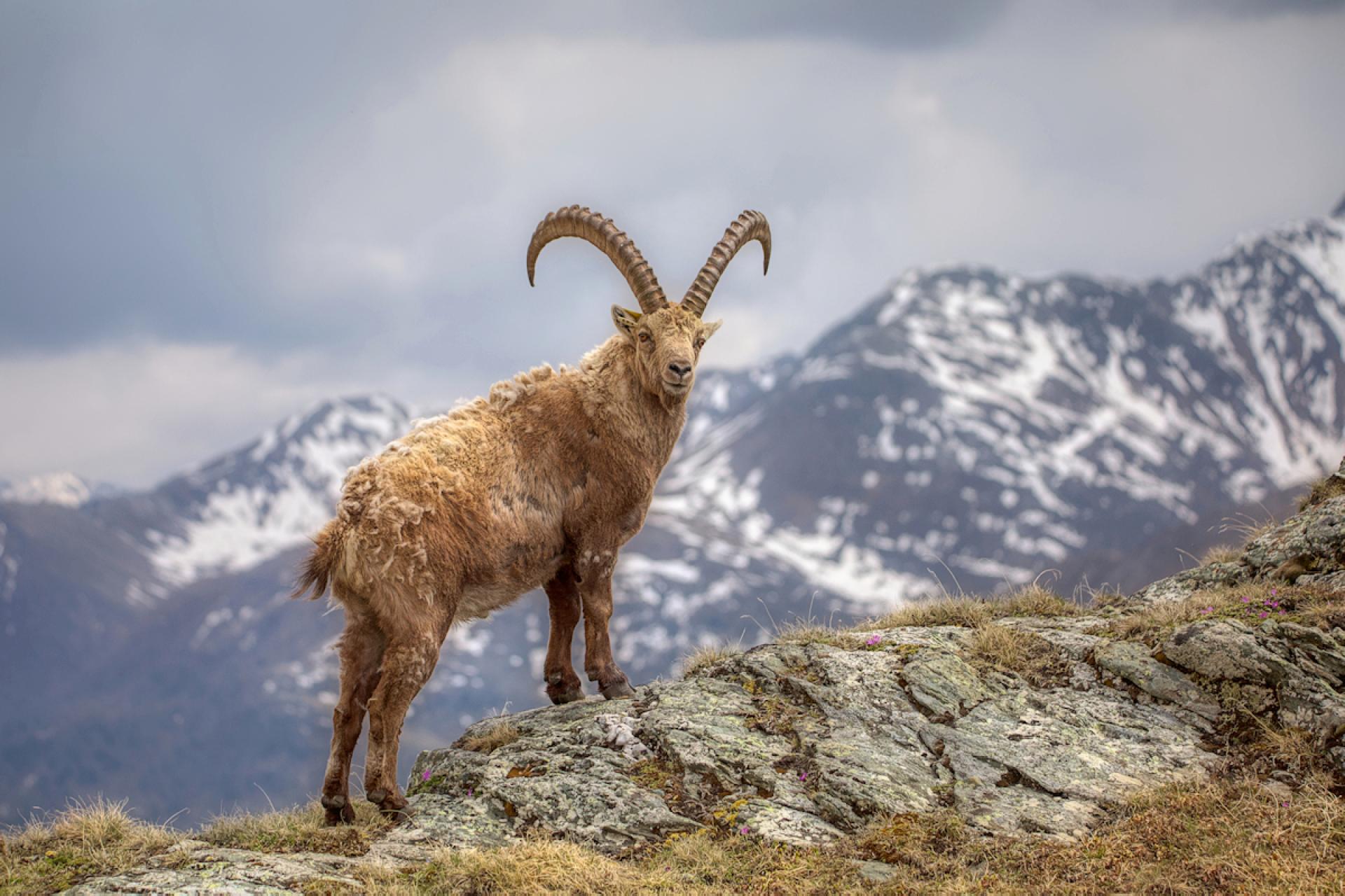 London Photography Awards Winner - the king of the alps and his little princes