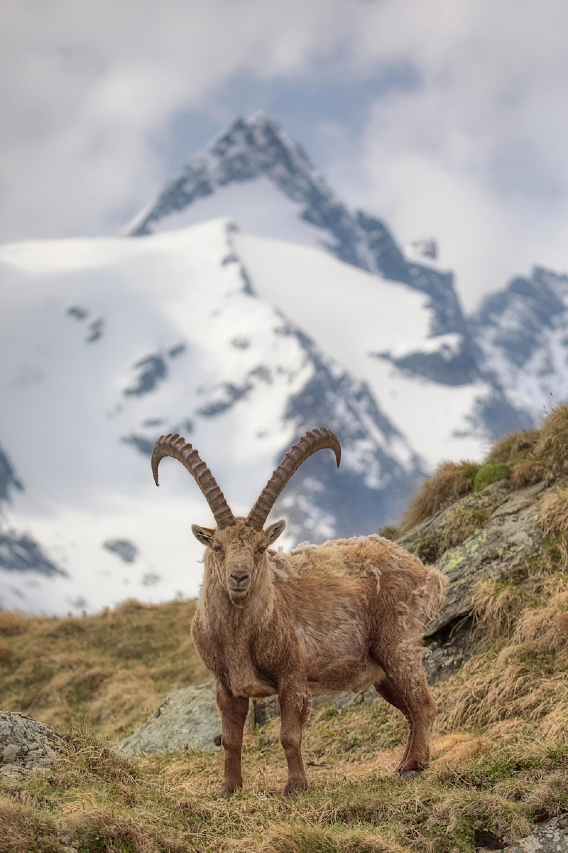 London Photography Awards Winner - the king of the alps and his little princes