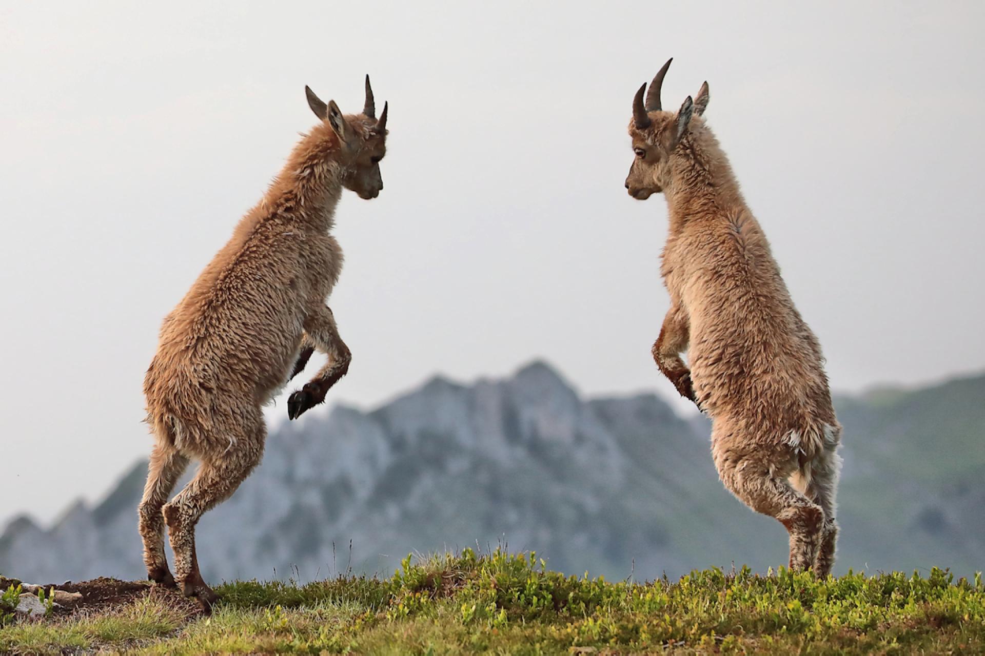 London Photography Awards Winner - the king of the alps and his little princes