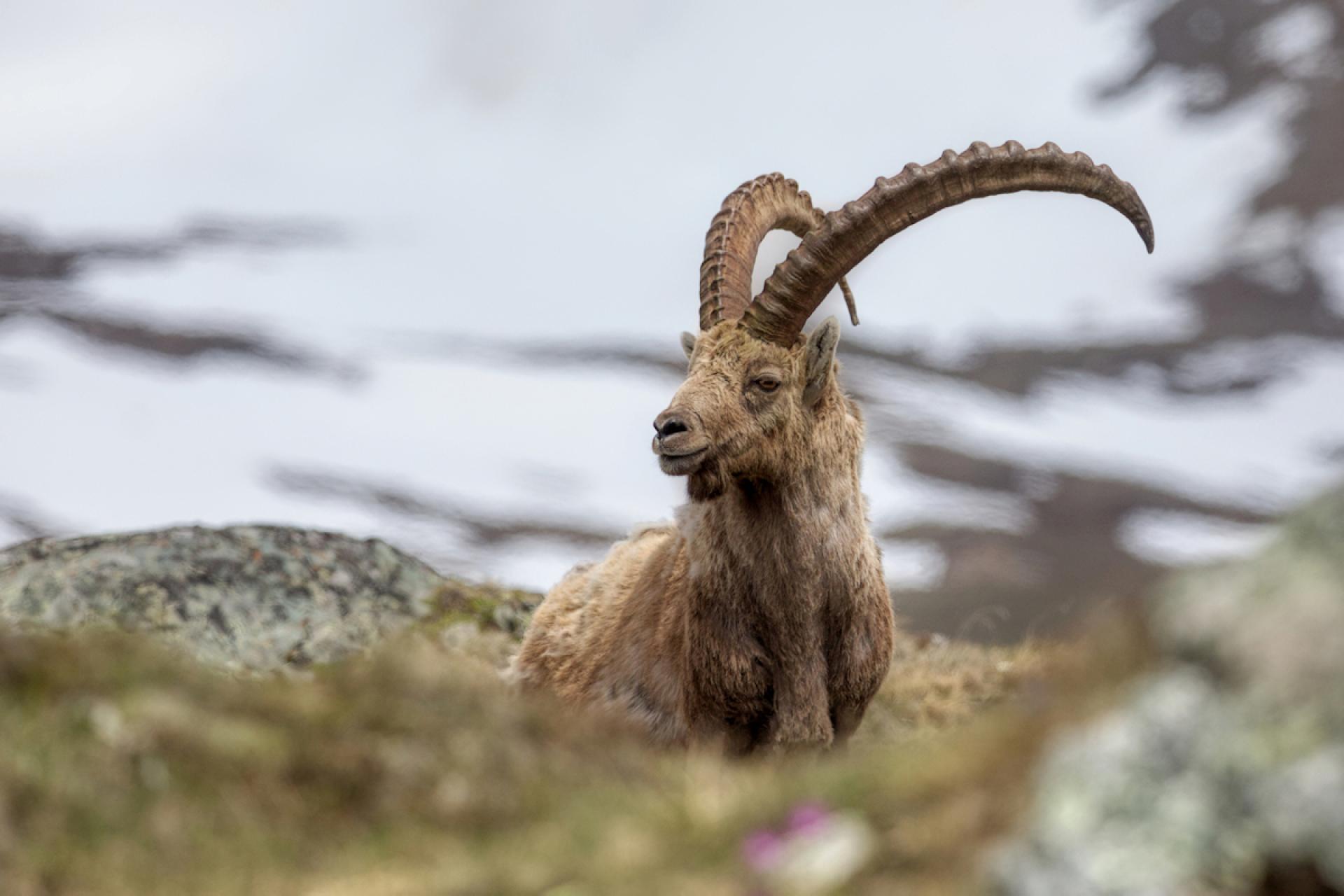 London Photography Awards Winner - the king of the alps and his little princes