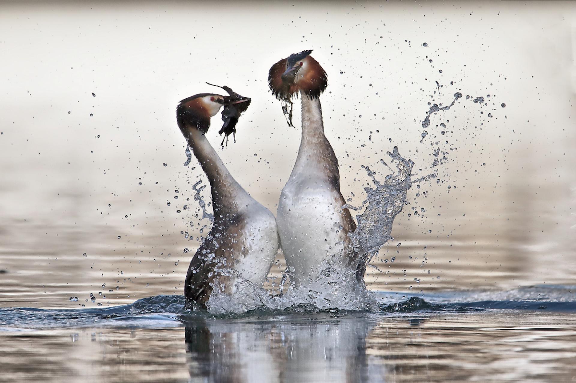 London Photography Awards Winner - the remarkable courtship of the great crested grebe