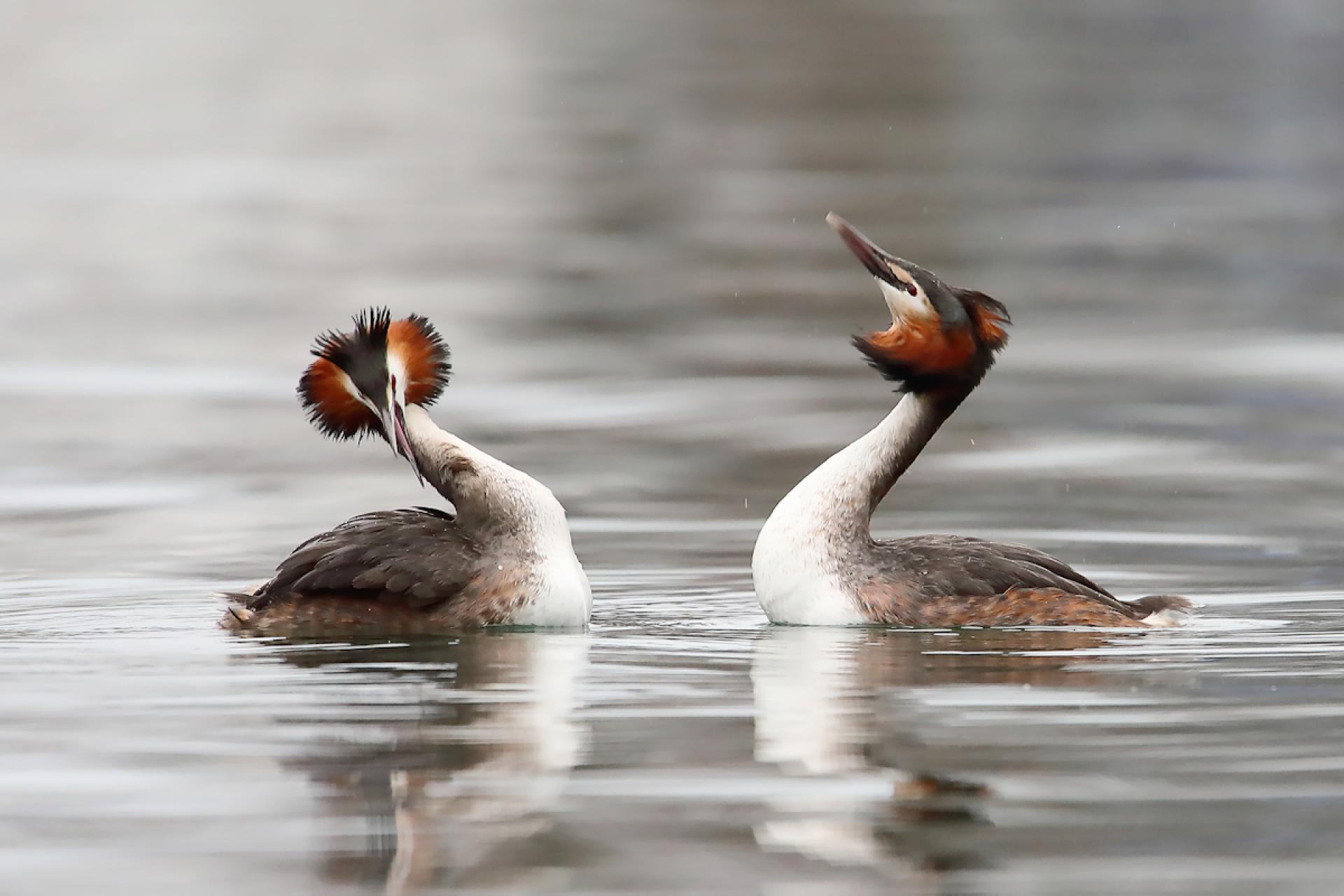 London Photography Awards Winner - the remarkable courtship of the great crested grebe