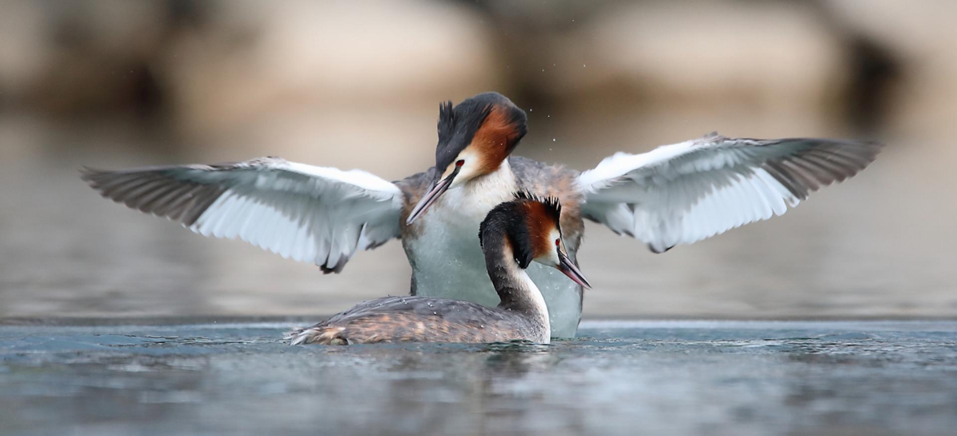 London Photography Awards Winner - the remarkable courtship of the great crested grebe