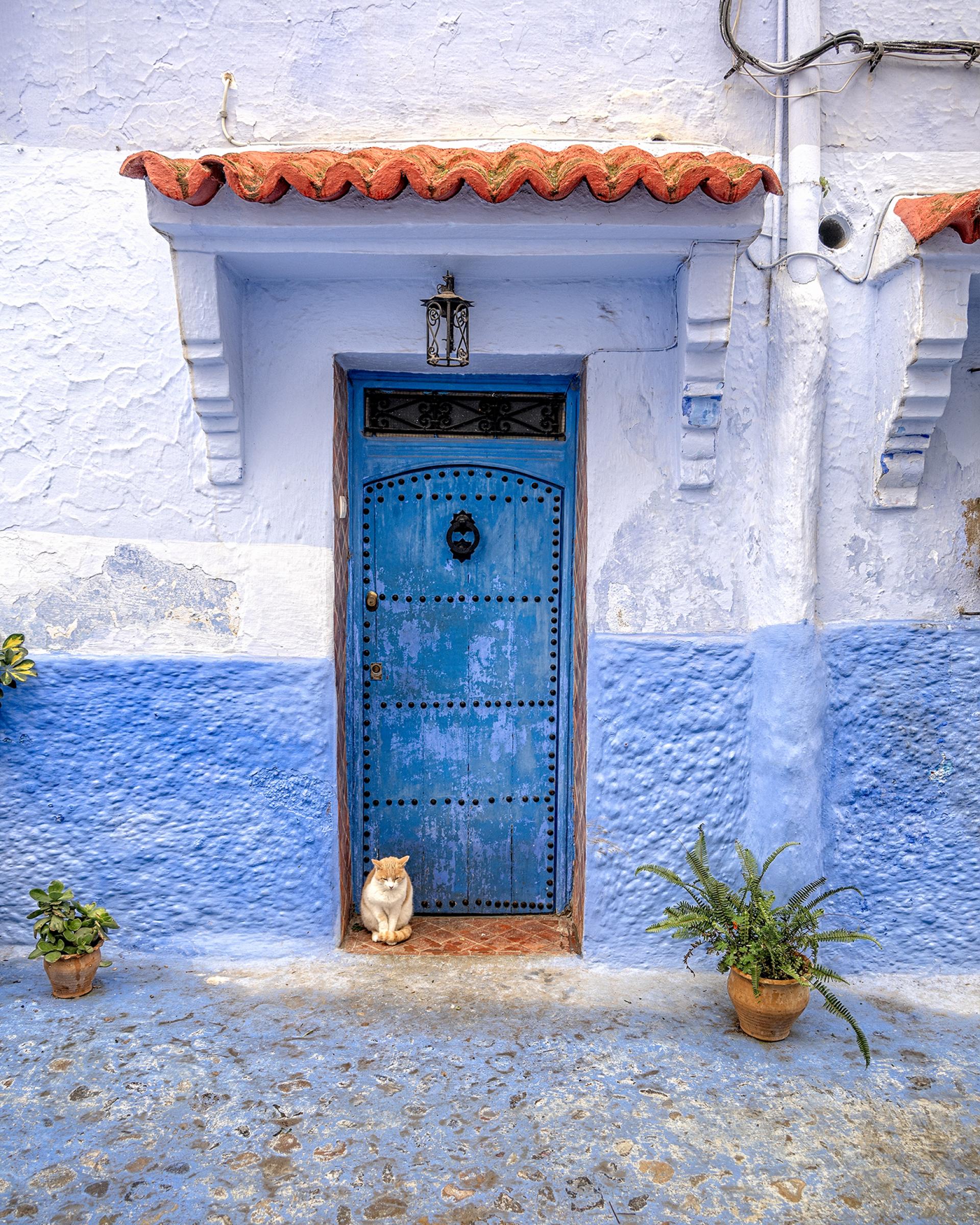 London Photography Awards Winner - Cat at the Door