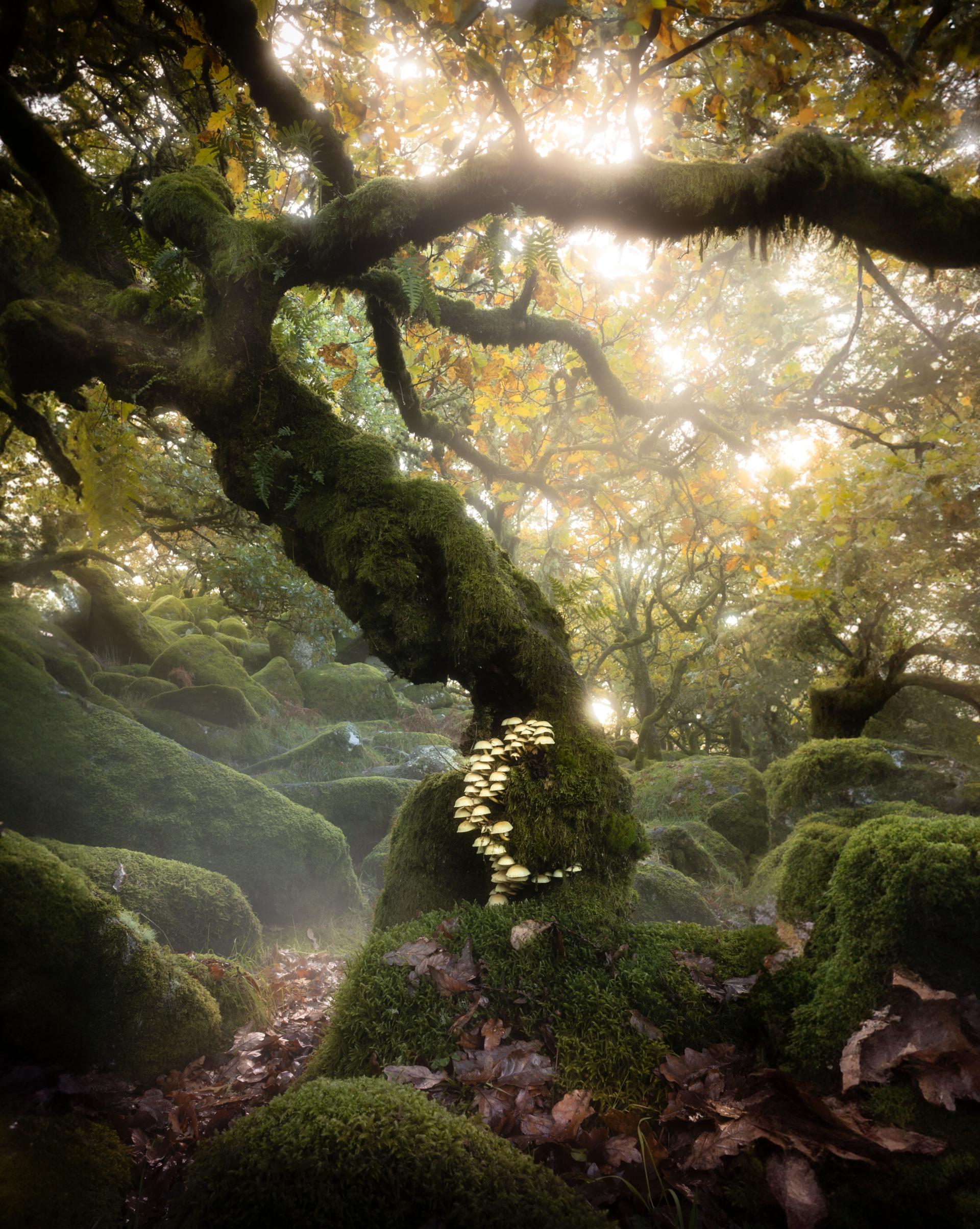 London Photography Awards Winner - Dartmoor Mushroom Tree 